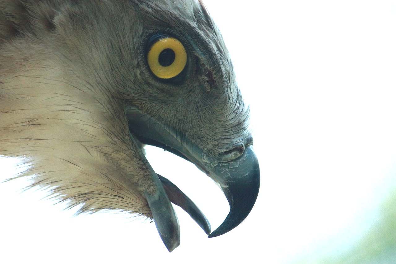 Culebrera europea, o cómo arrancarle la cabeza a un reptil