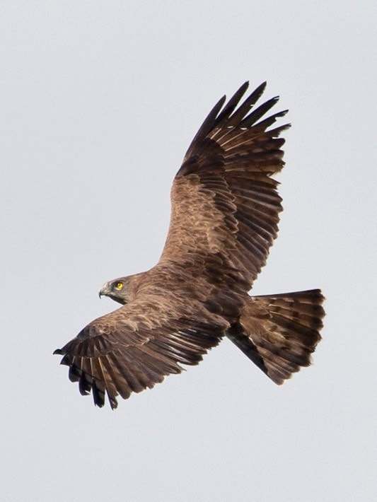 Culebrera europea (Circaetus gallicus)