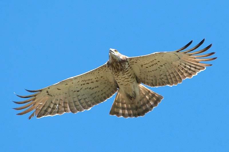 Culebrera europea (Circaetus gallicus)