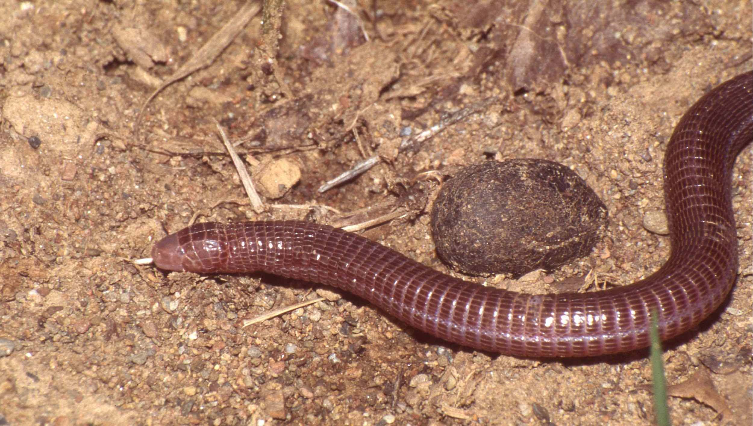 Culebrilla ciega (Blanus cinereus)