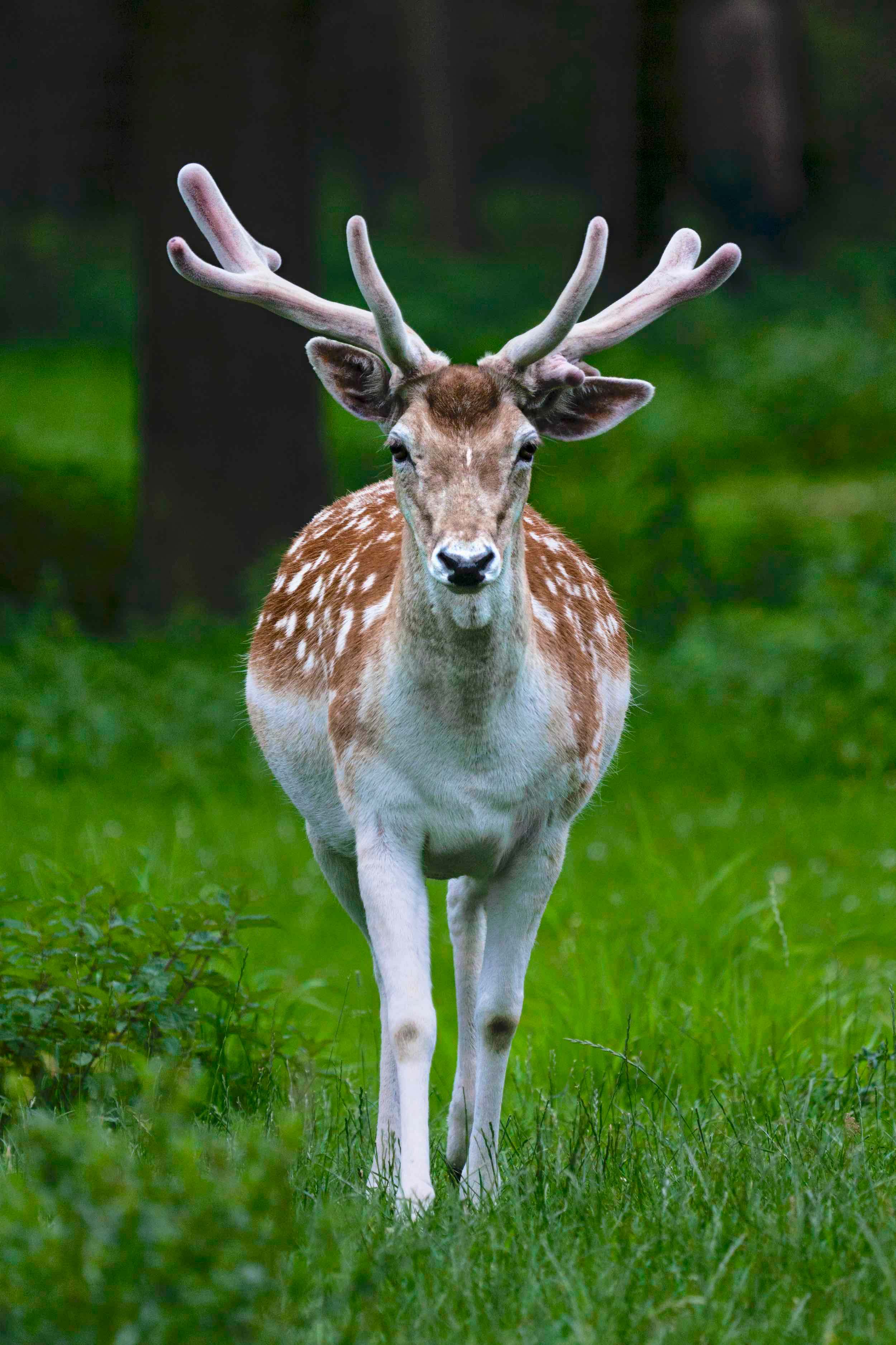 El gamo (Dama dama) mamífero