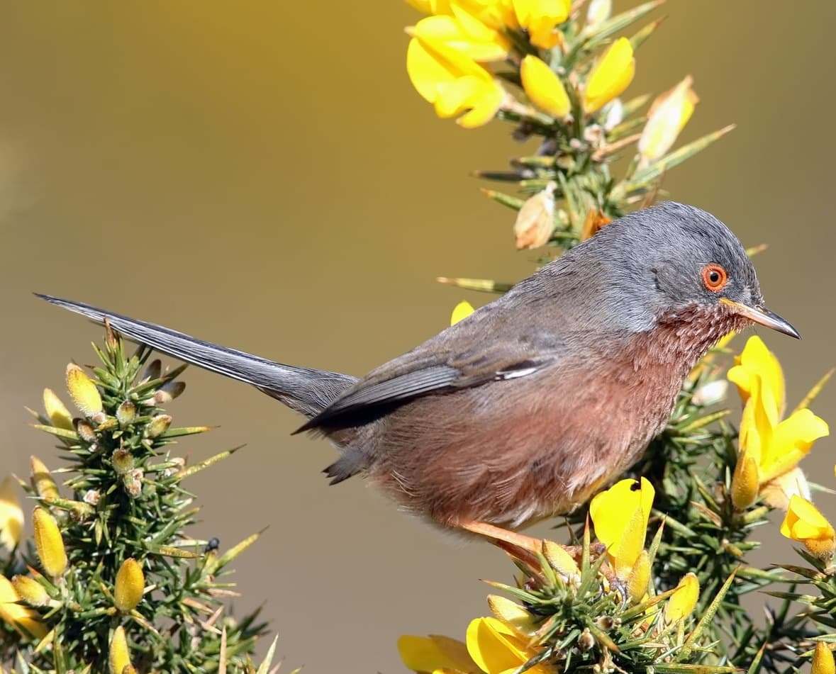 Curruca rabilarga (Sylvia undata)