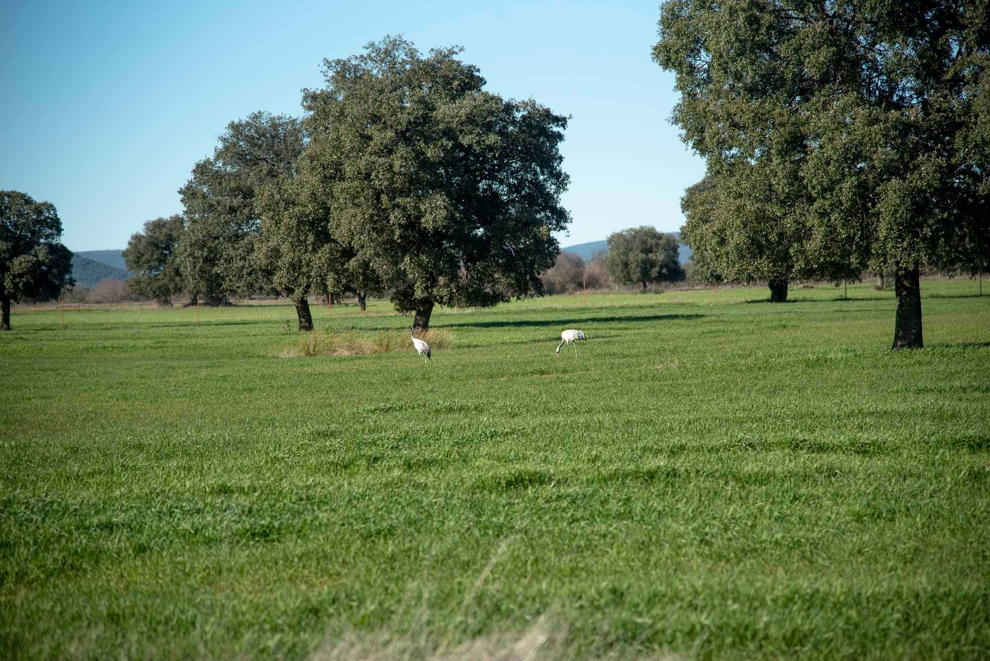 dehesa grullas Santa Quiteria