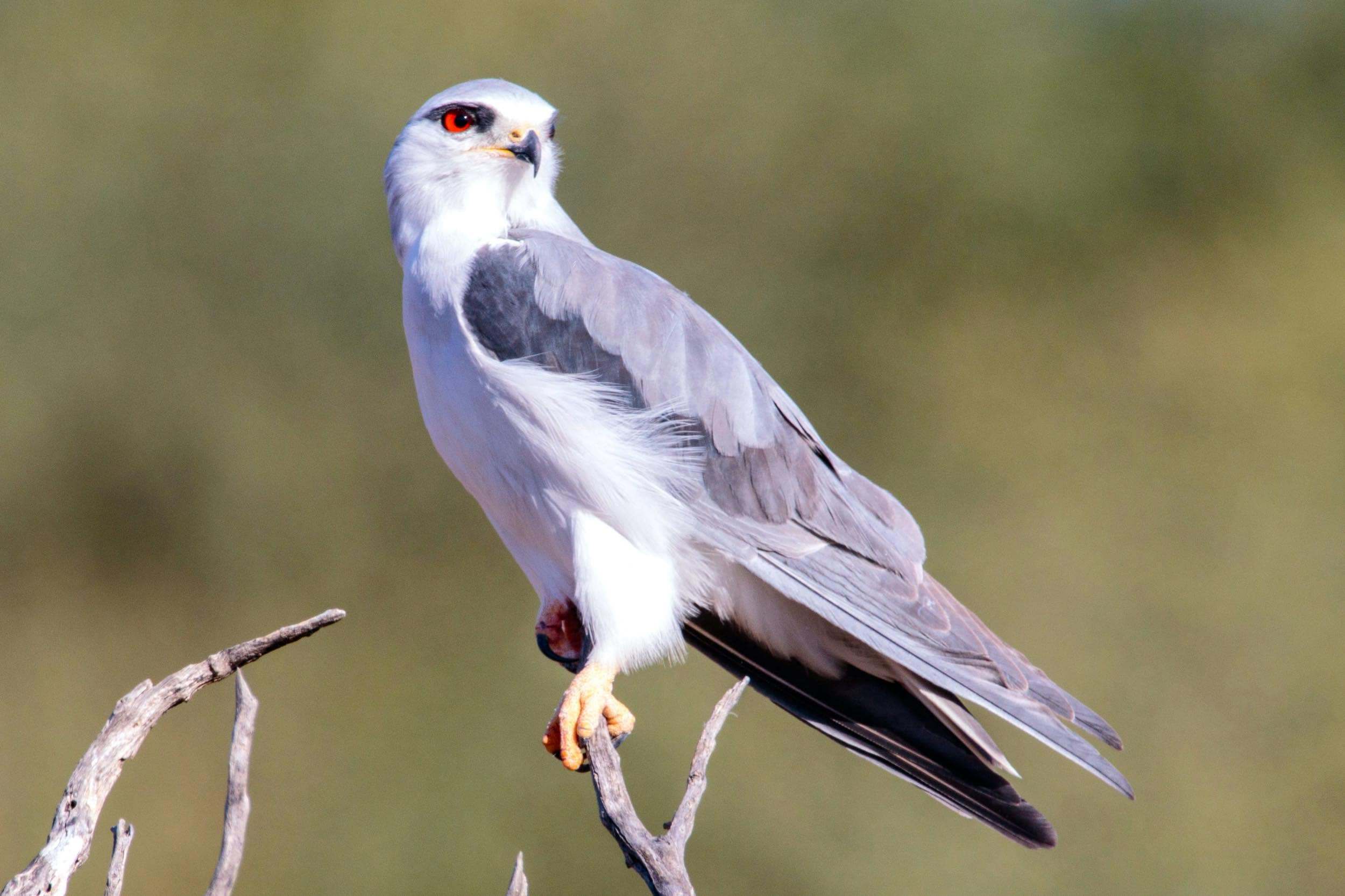 Aves de los herbazales de Cabañeros
