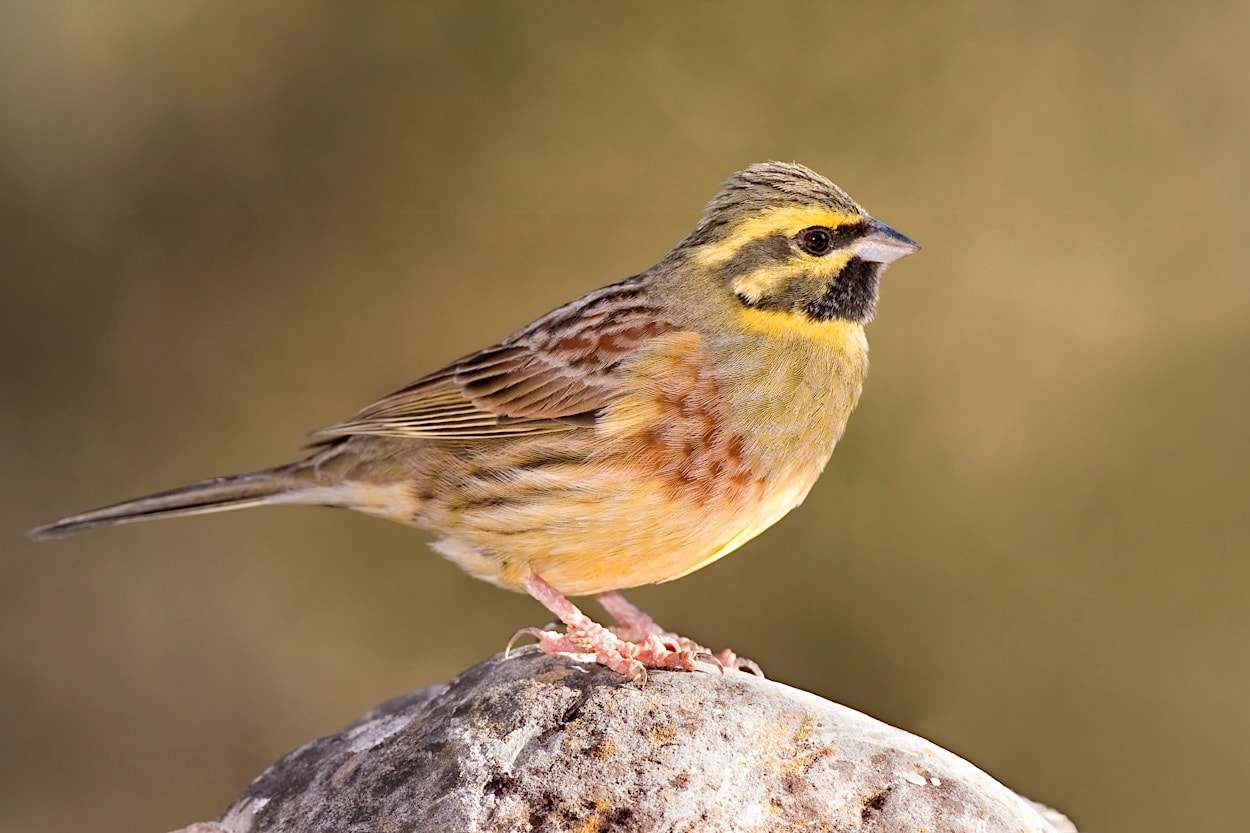Escribano soteño (Emberiza cirlus)