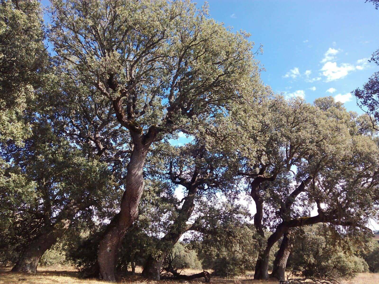 Encina (Quercus ilex)
