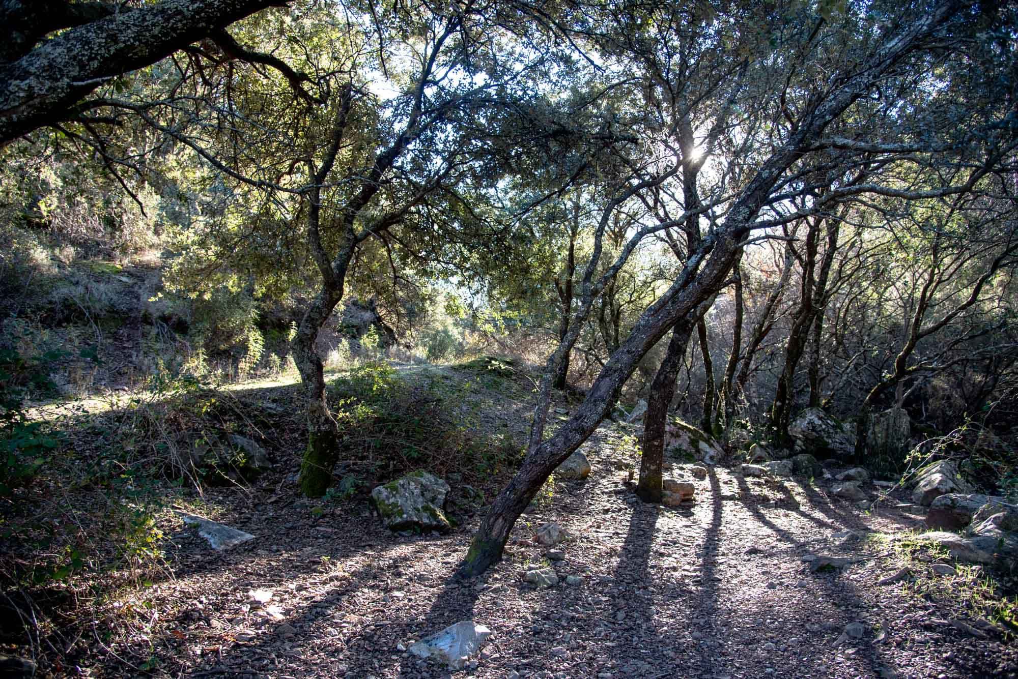 Encinas el el Chorro de Los Navalucillos