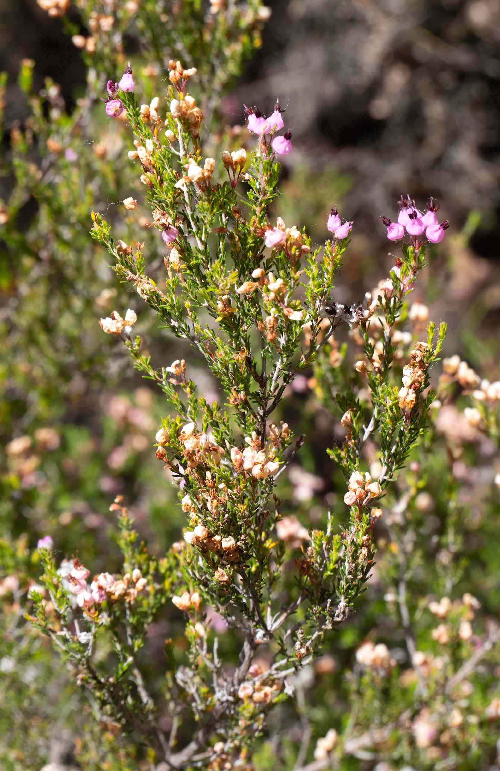Erica umbellata Luis Fernández García, CC BY-SA 4.0 https://creativecommons.org/licenses/by-sa/4.0 , via Wikimedia Commons