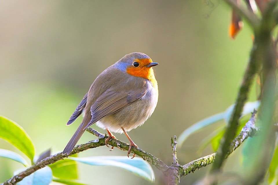 Petirrojo (Erithacus rubecula)