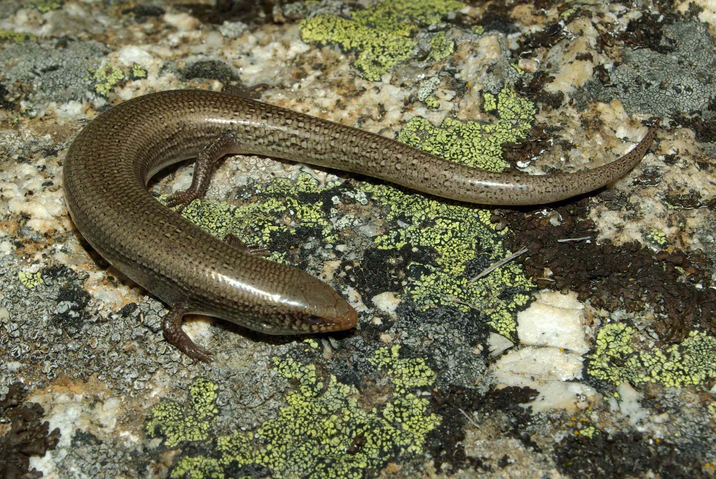 Eslizón ibérico (Chalcides bedriagai)