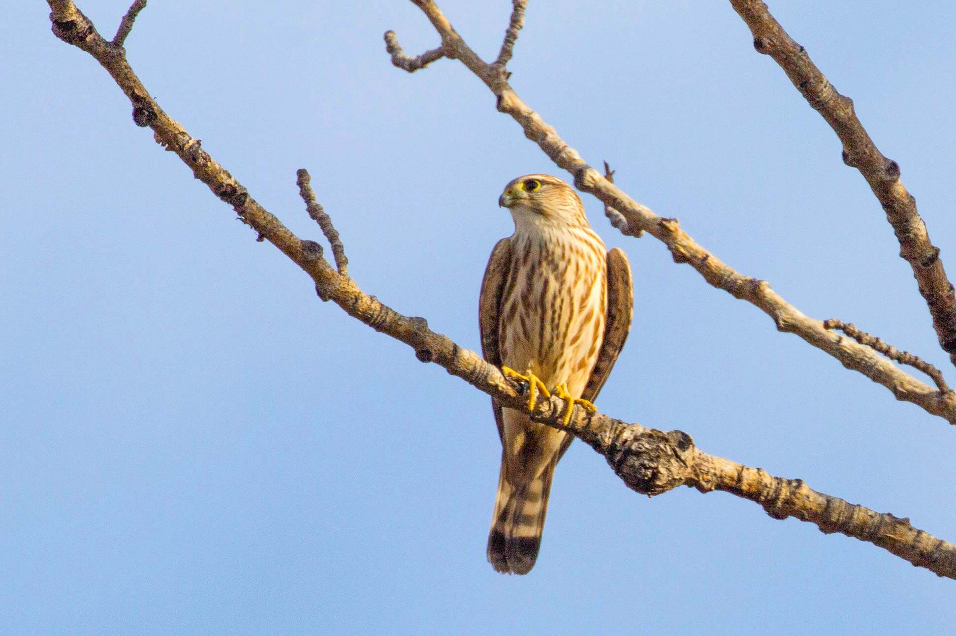 esmerejón (Falco columbarius)