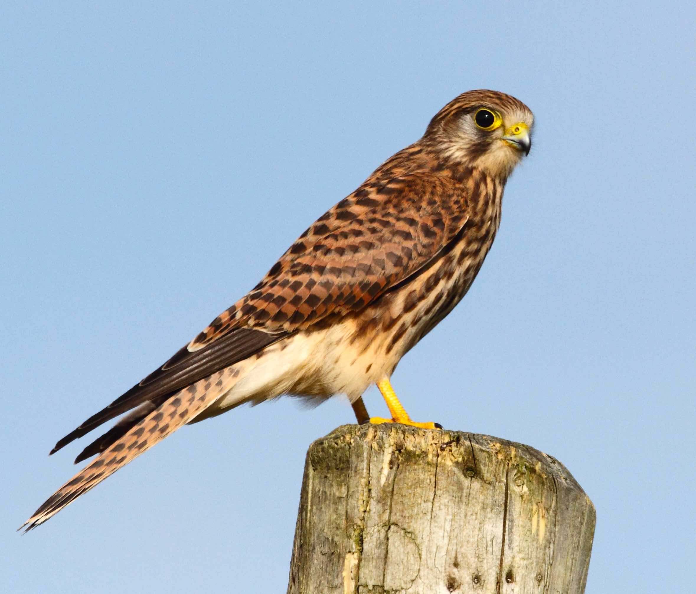 Cernícalo vulgar (Falco tinnunculus)