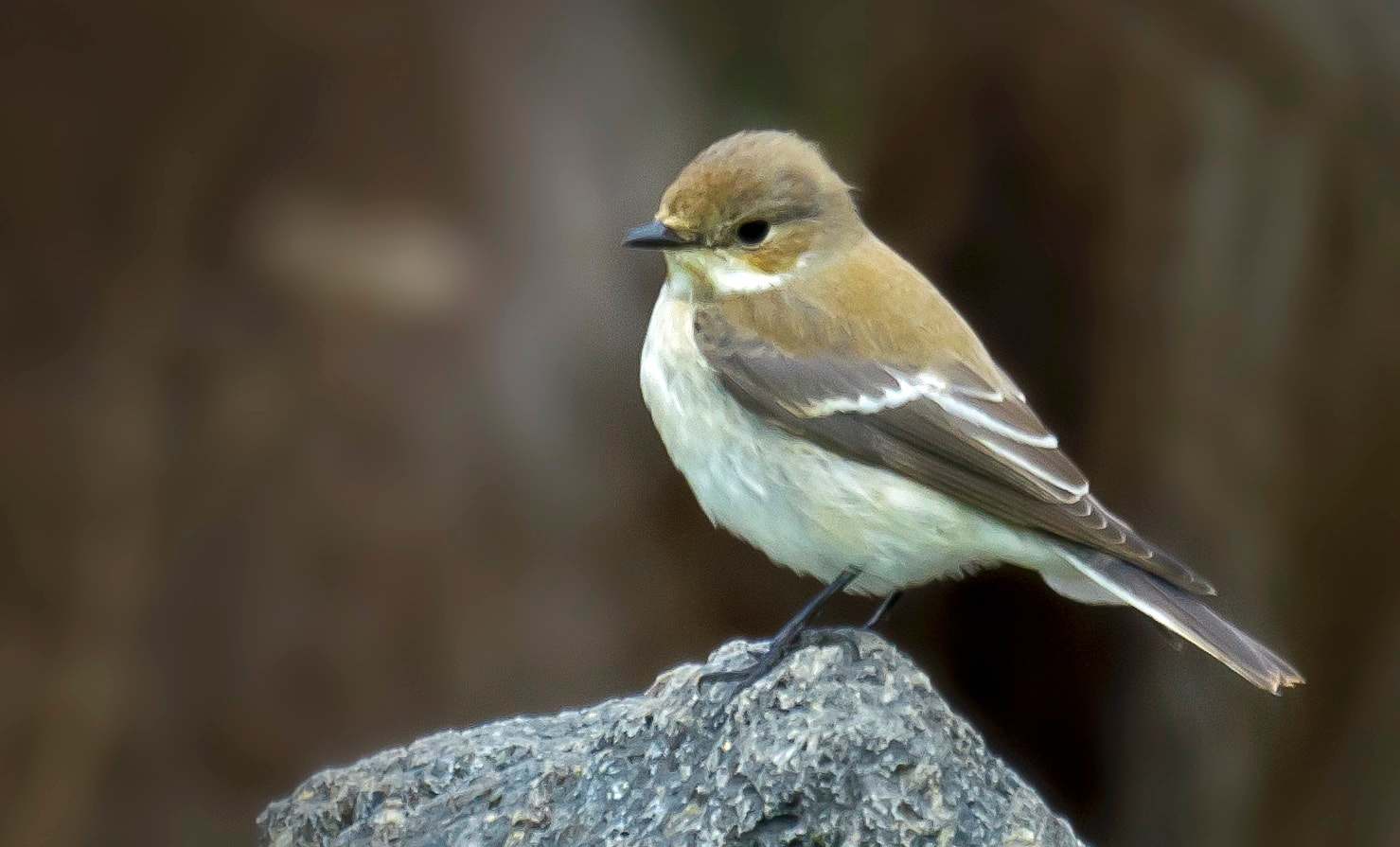 papamoscas cerrojillo (Ficedula hypoleuca) ave de bosque esclerófilo en cabañeros