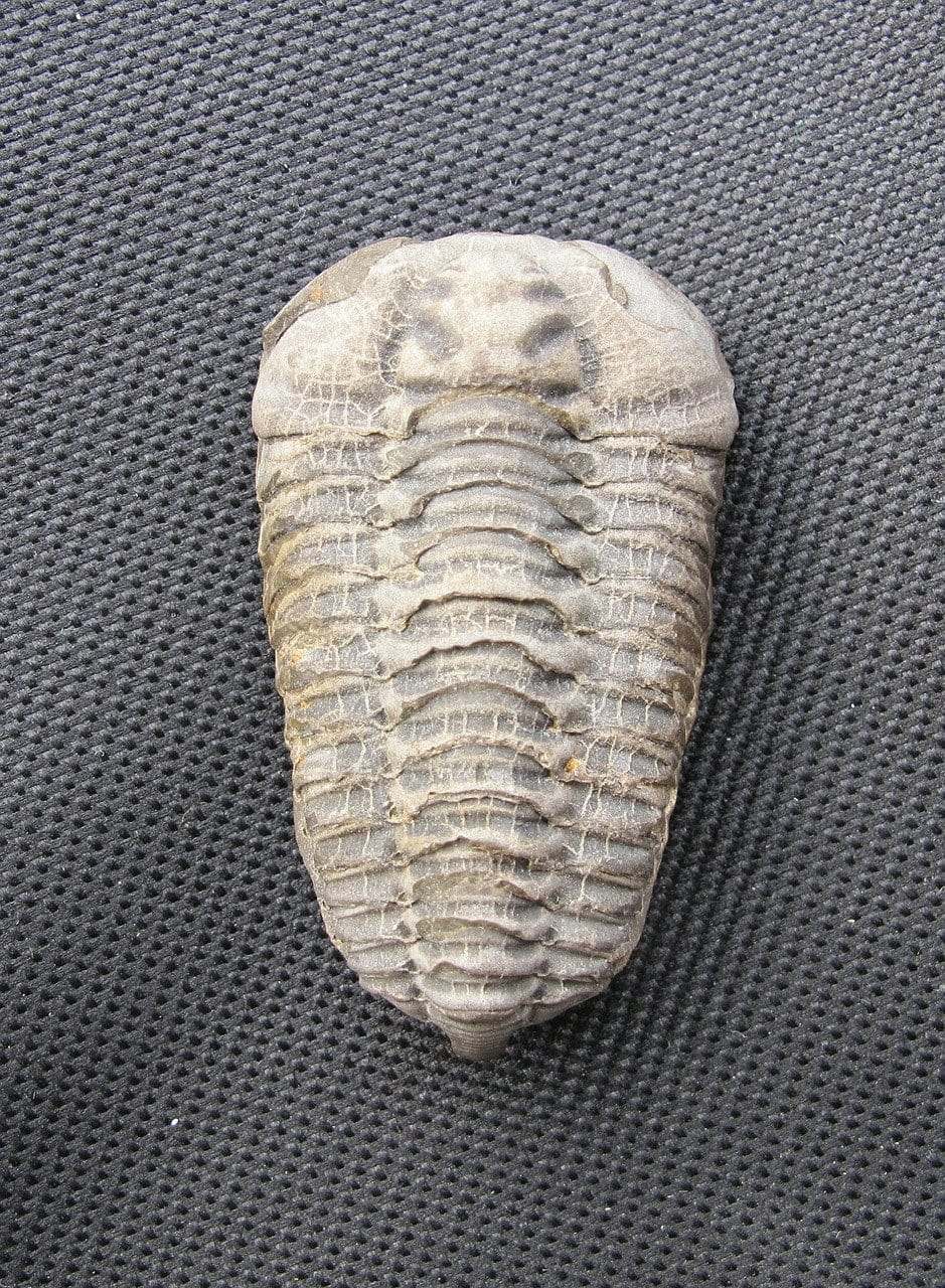 Fosil de Trilobites