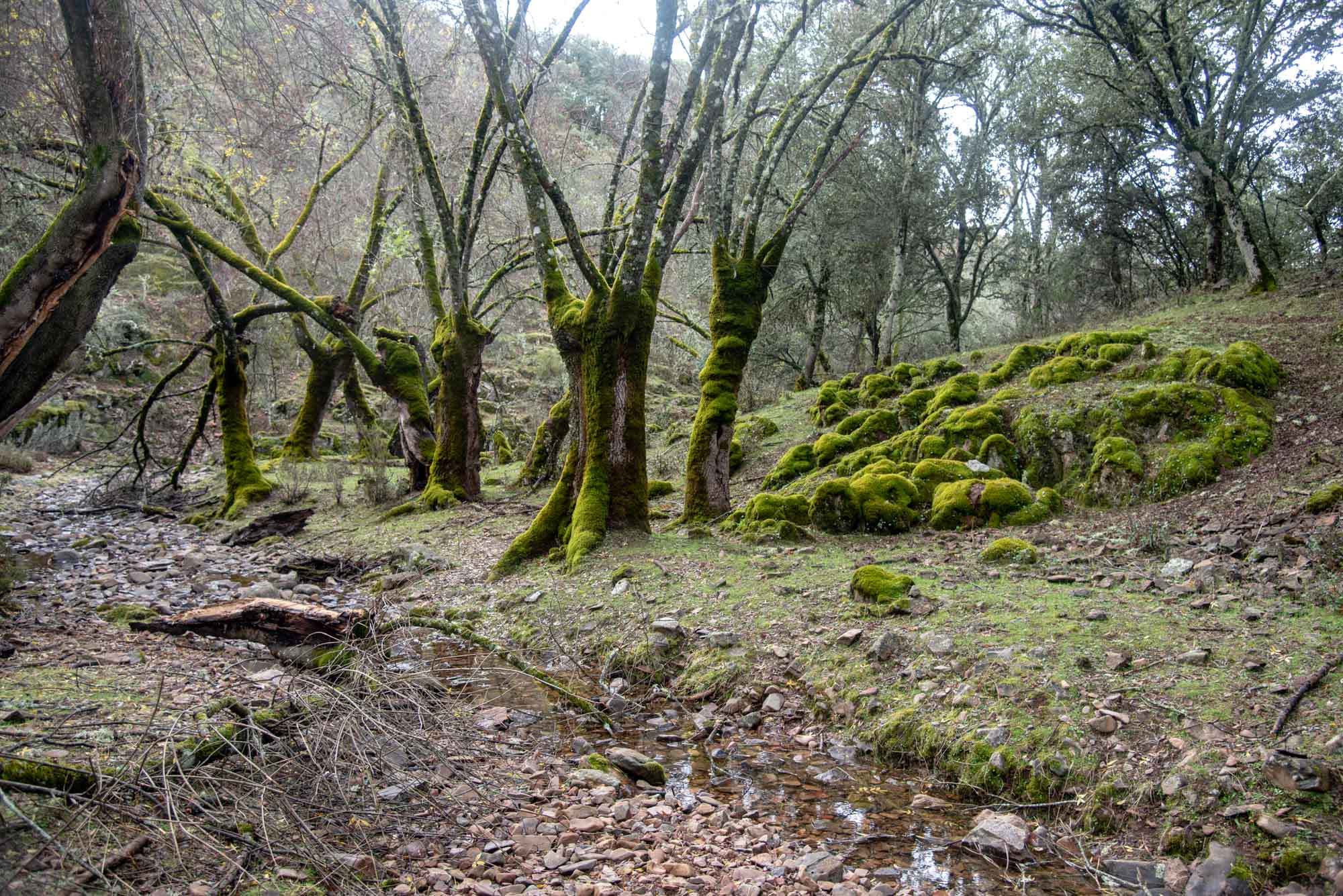 Fresnos en Gargantilla