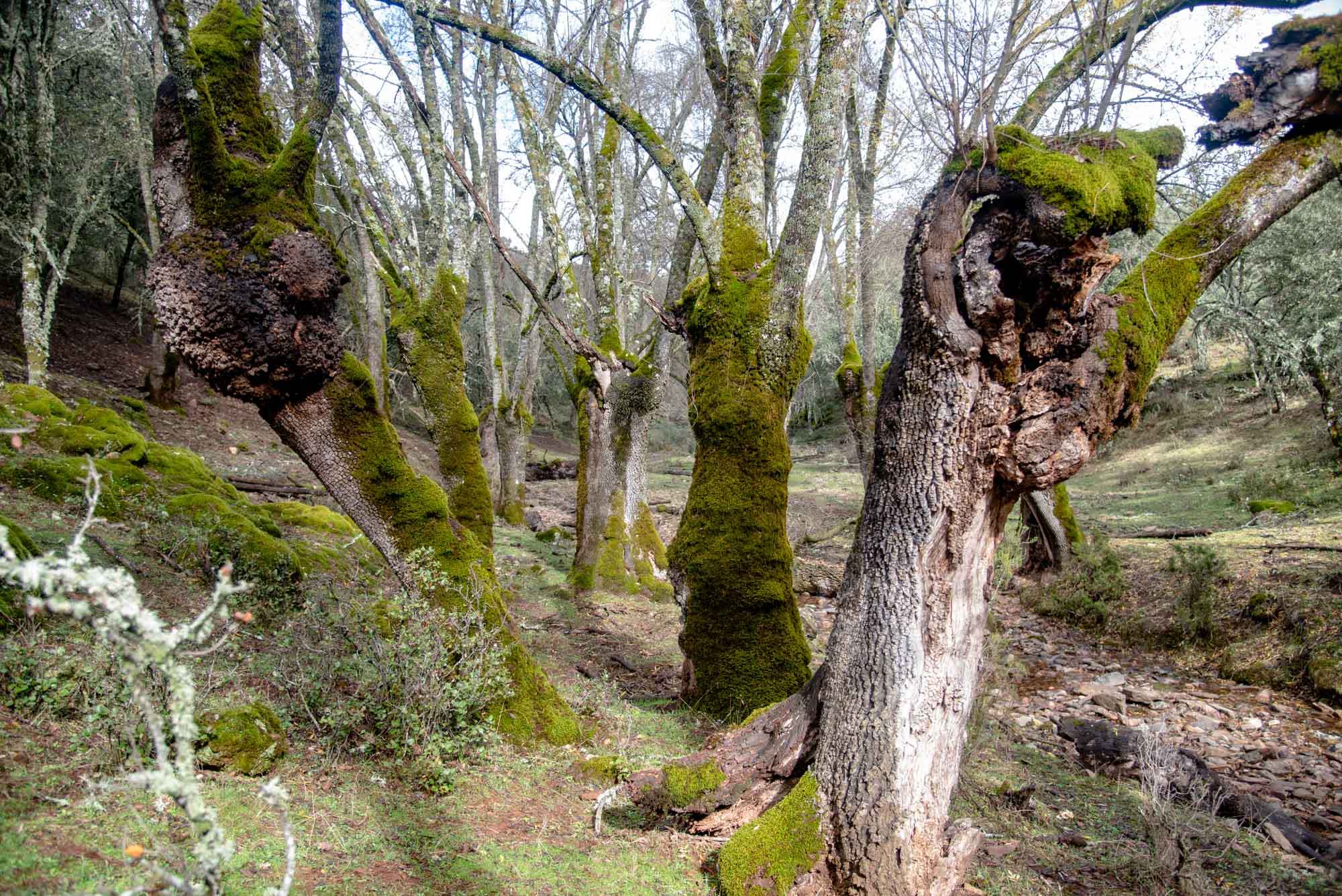 Fresneda de Gargantilla