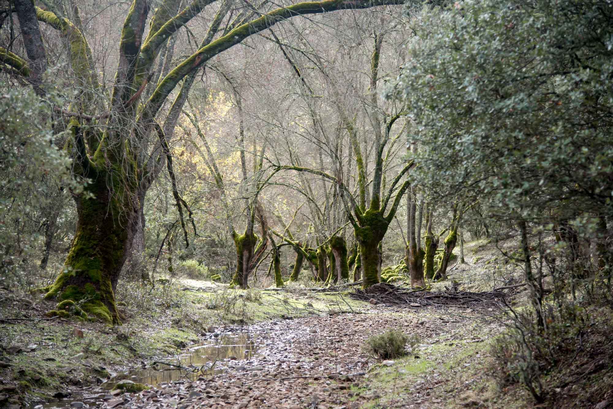 Ruta de Gargantilla