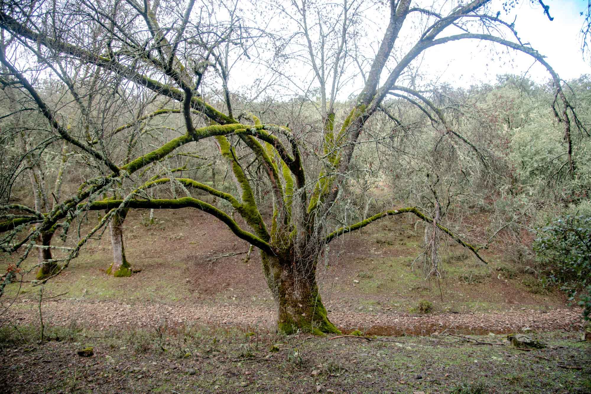 Fresnedas fresnos en gargantilla cabañeros