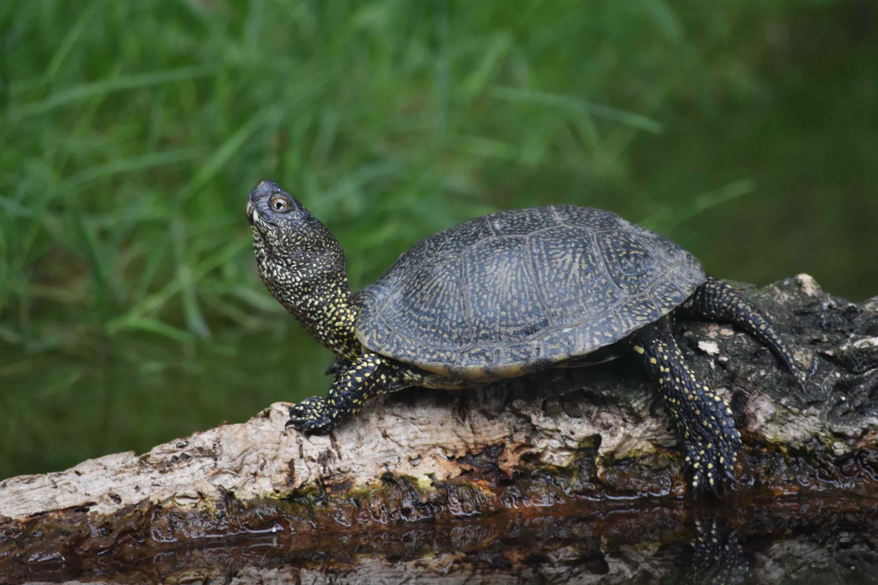 Galápago europeo (Emys orbicularis)