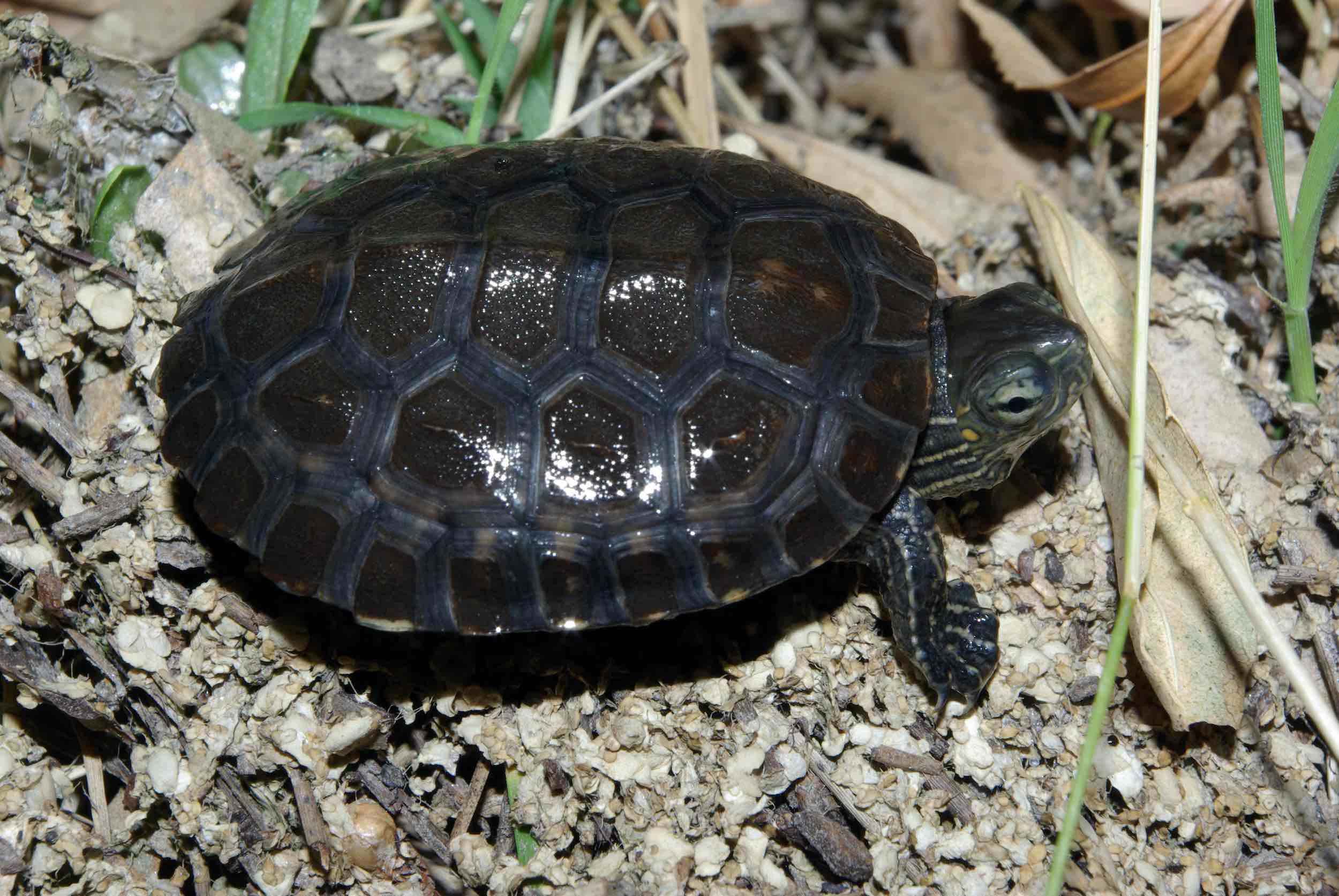 Galápago leproso (Mauremys leprosa)