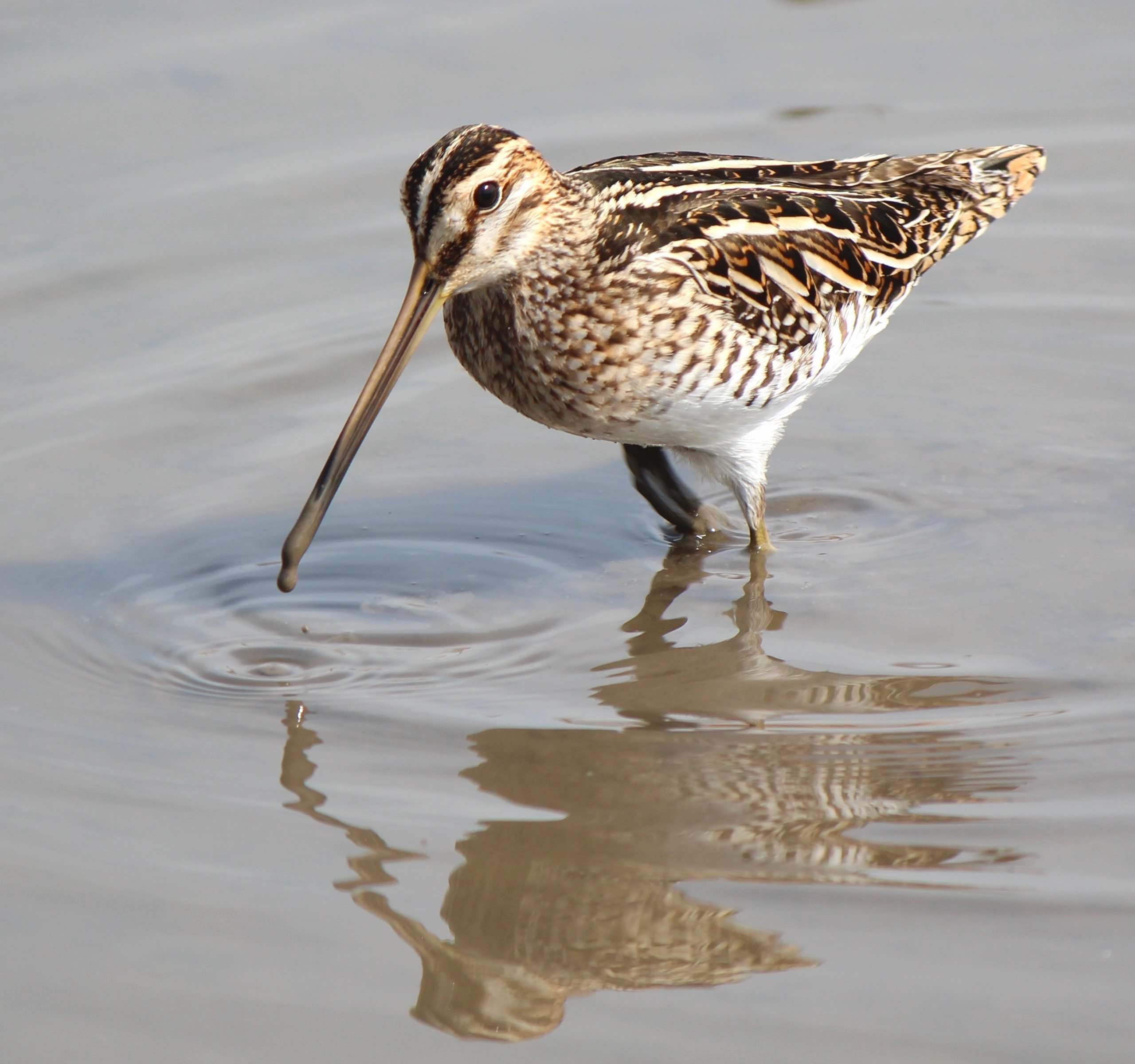 Aves de los humedales