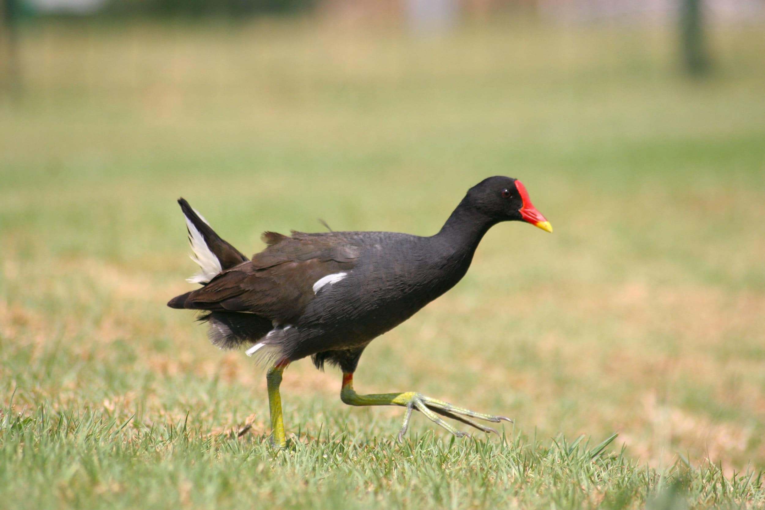 Polla de agua (Gallinula chloropus)​