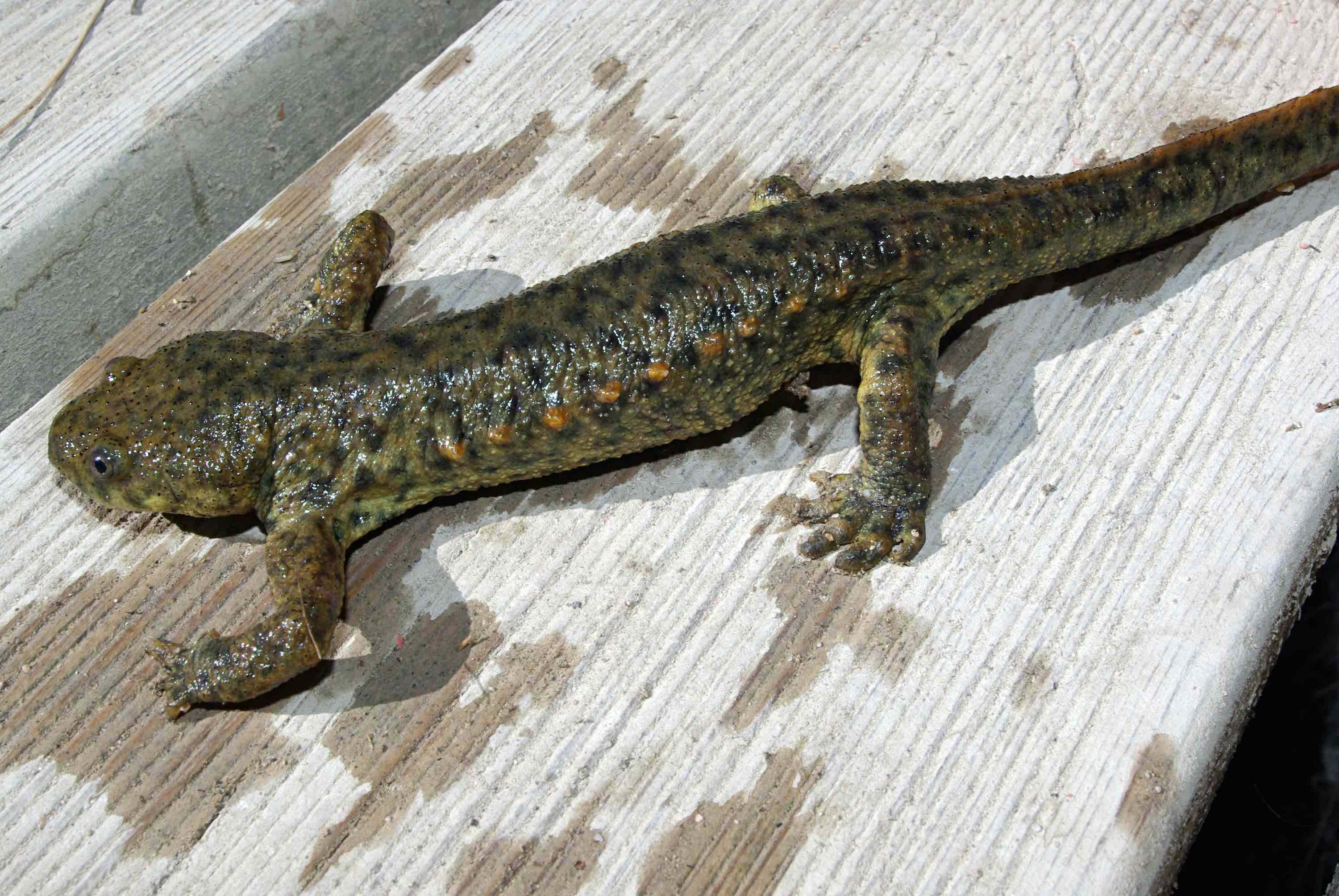 Gallipato (Pleurodeles waltl)