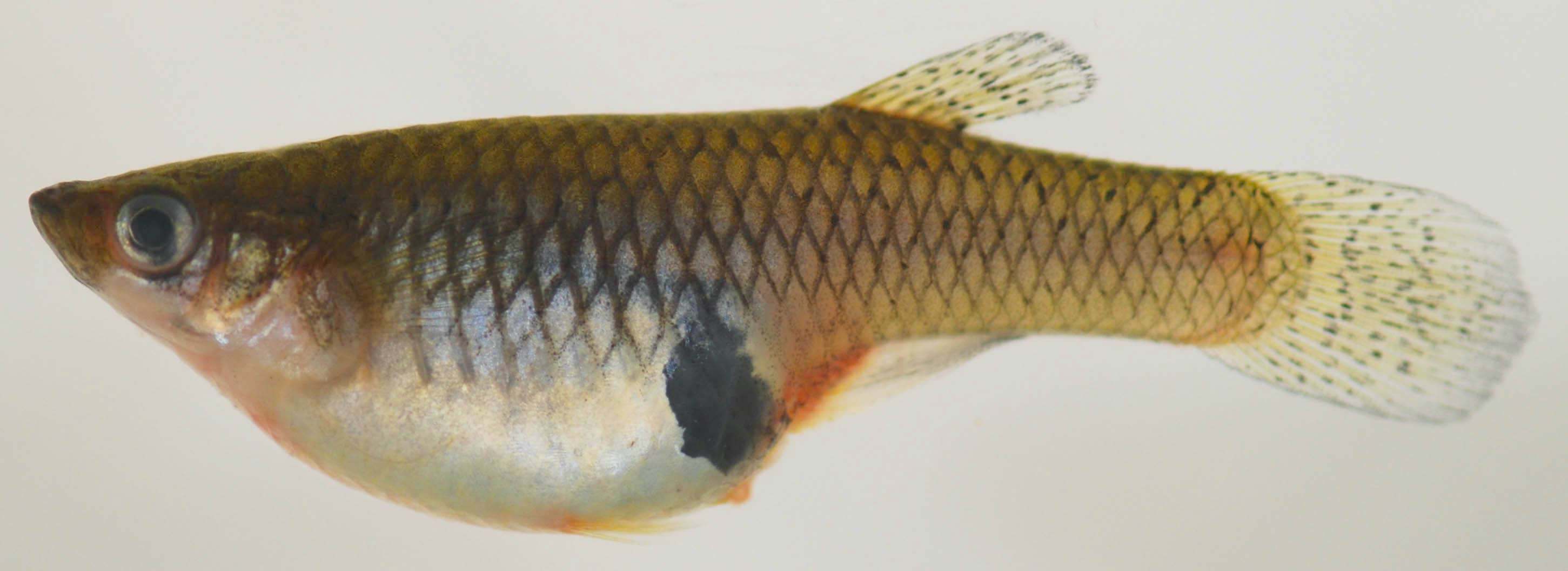 Gambusia (Gambusia holbrooki)