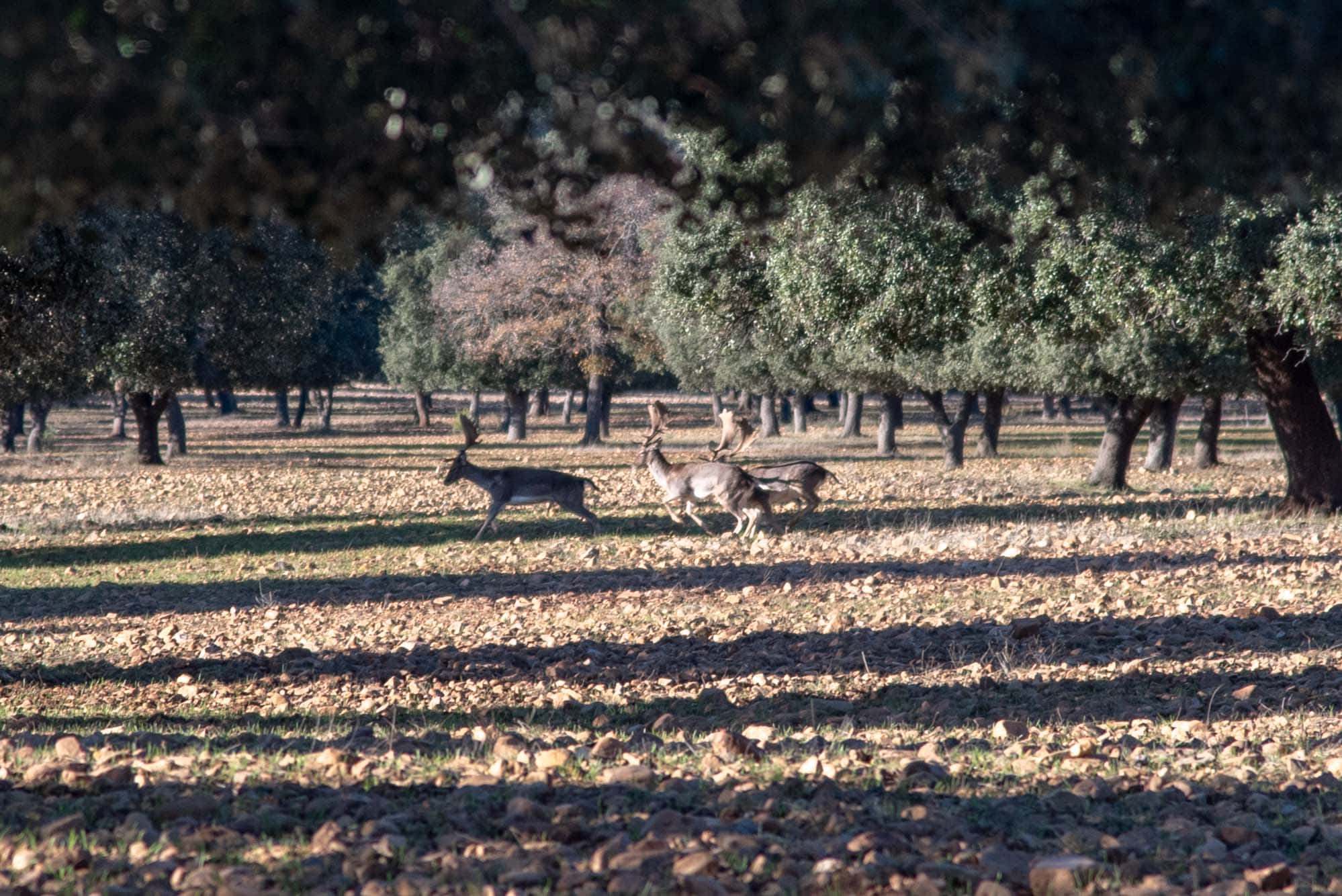 Gamo finca Cabañeros