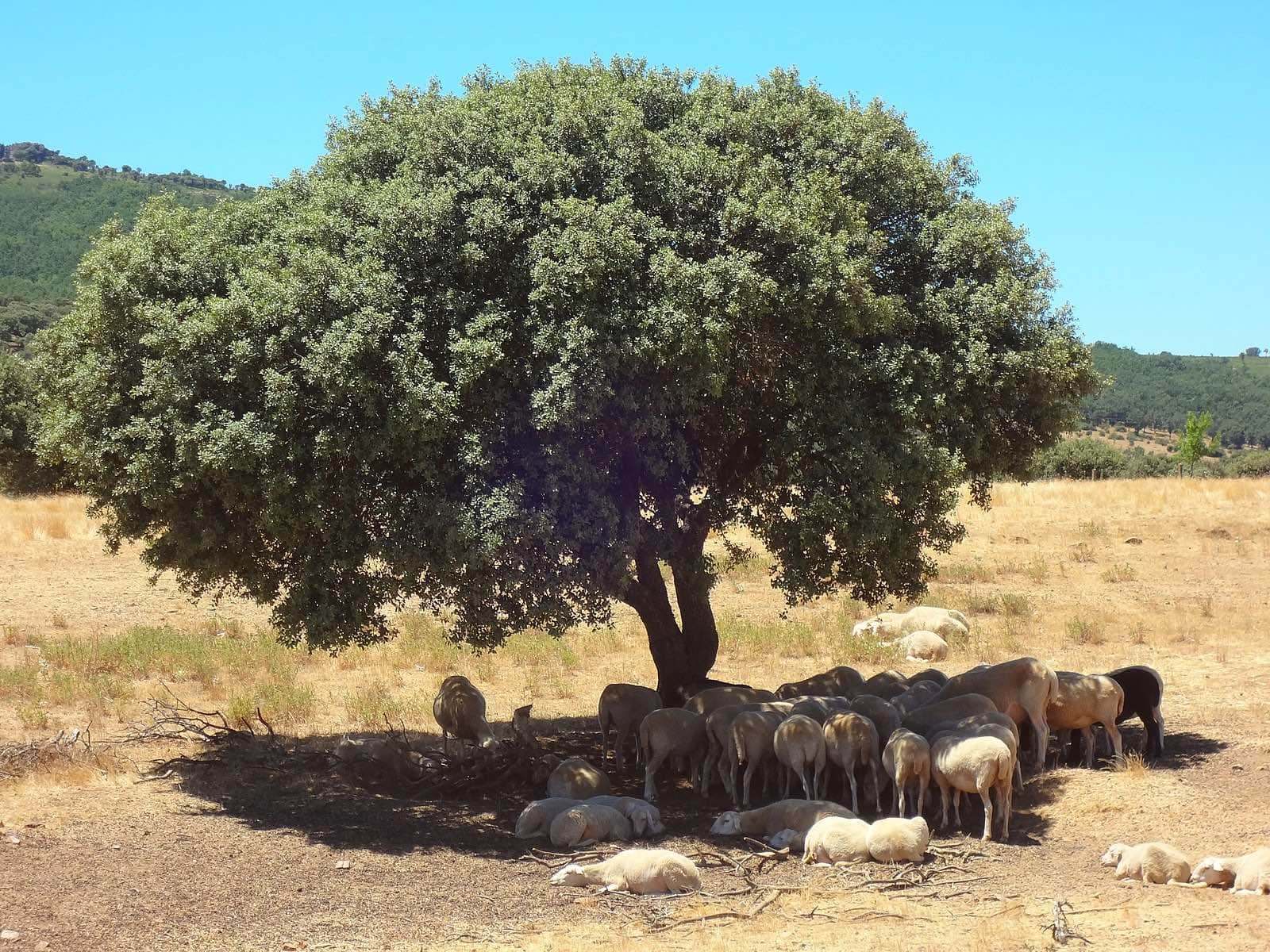 ovejas mamíferos descansando en la sombra de una encina
