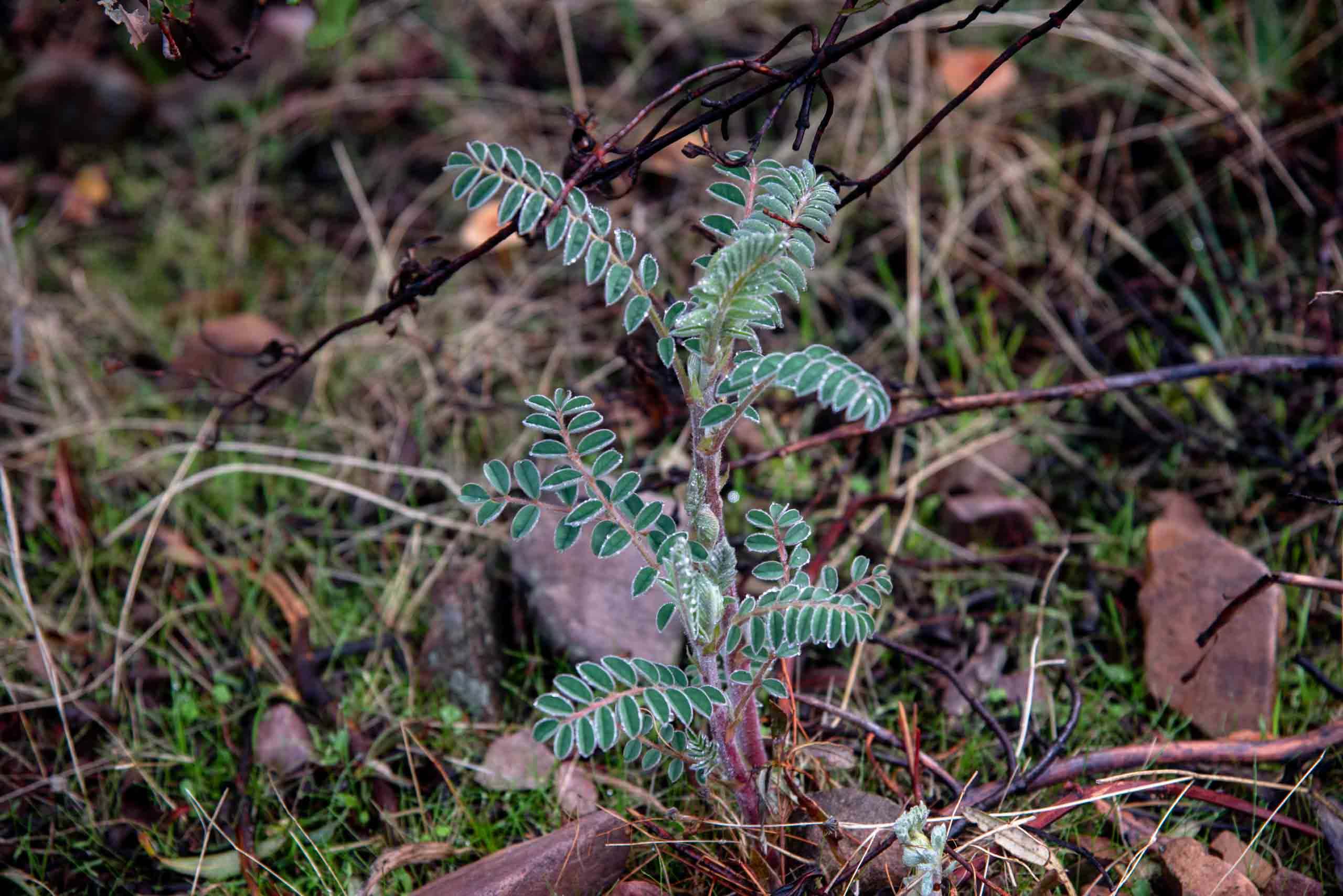 Garbanzuelo erophaca baetica en gargantilla