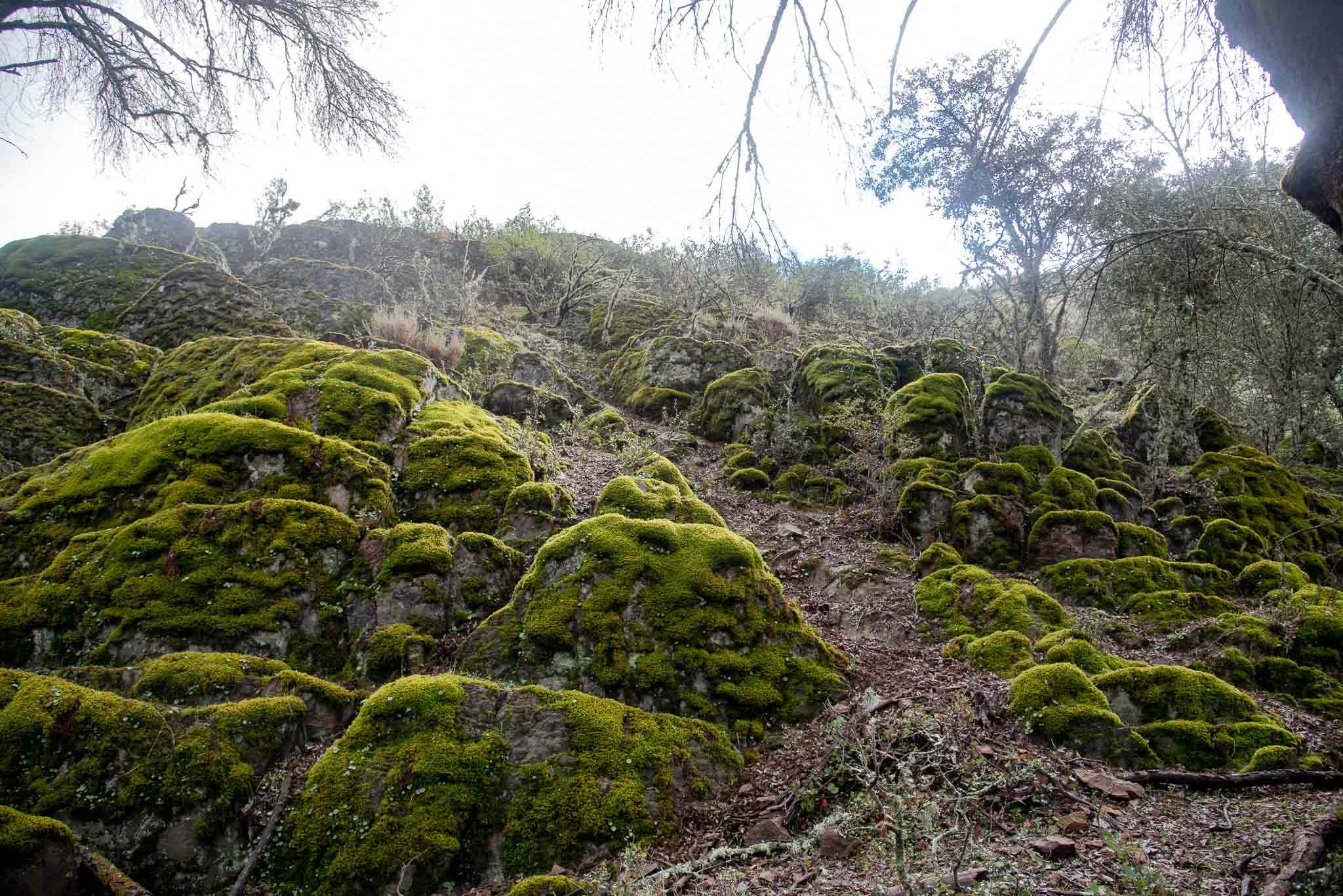 Gargantilla musgo rupicolas 3