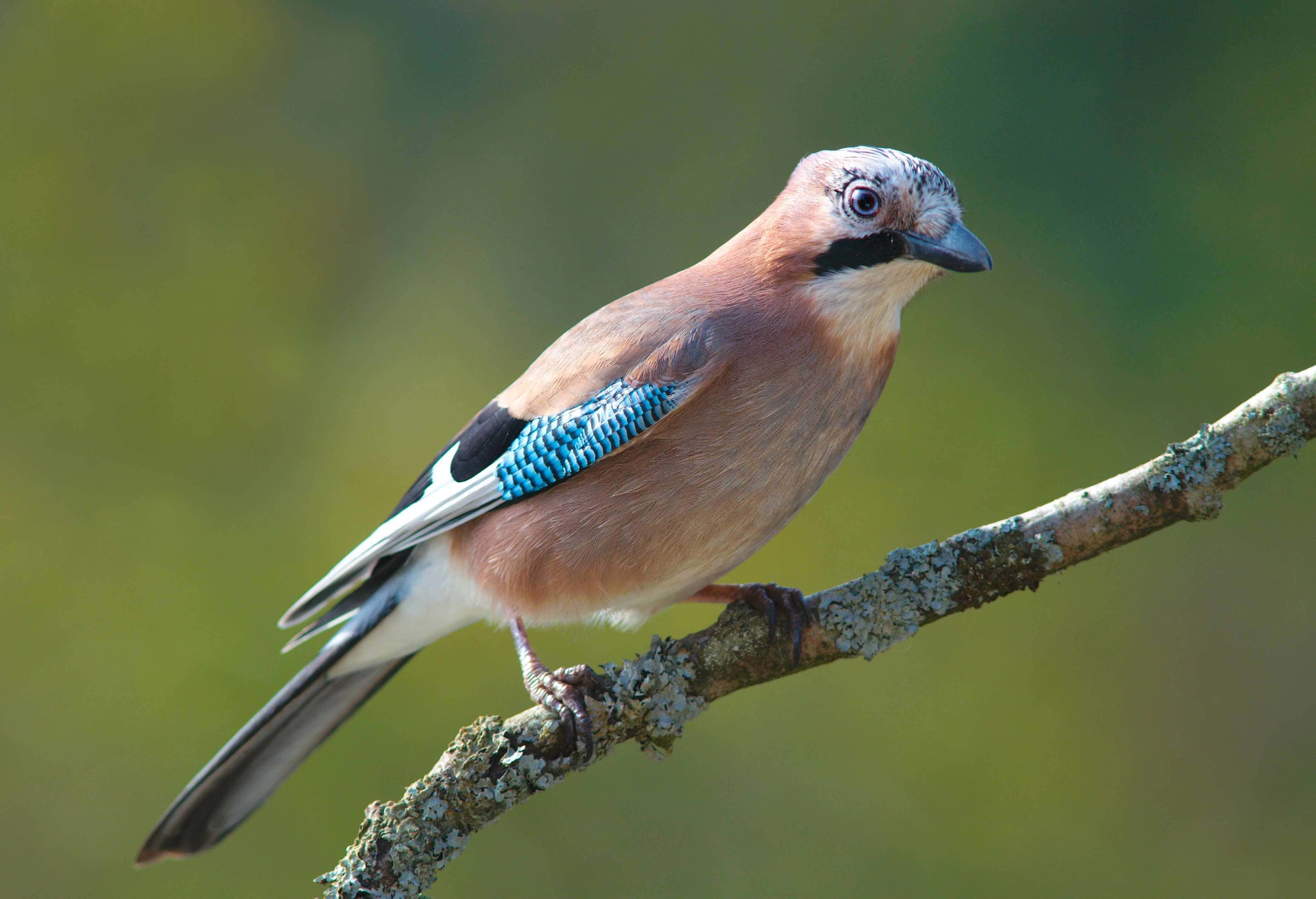 ave de cabañeros, el arrendajo (Garrulus glandarius)