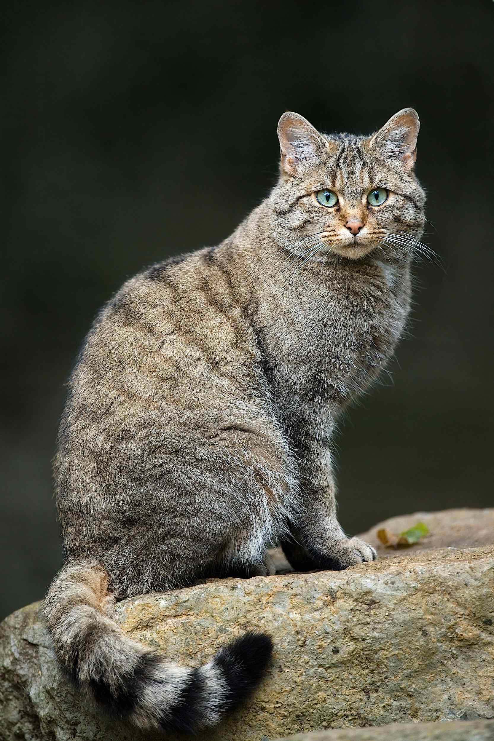 Gato montés (felis silvestis) mamífero