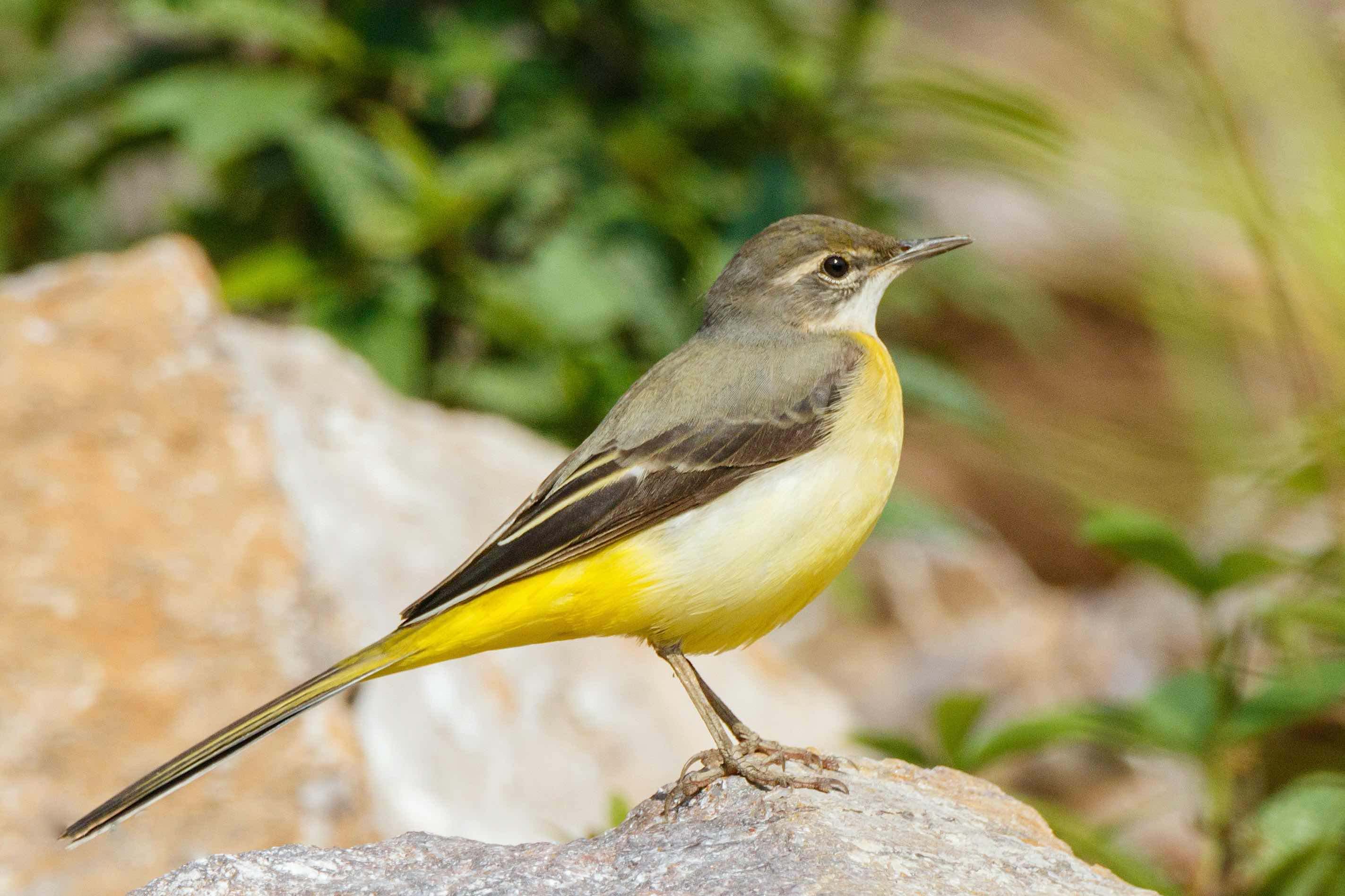 Lavandera cascadeña (Motacilla cinerea)