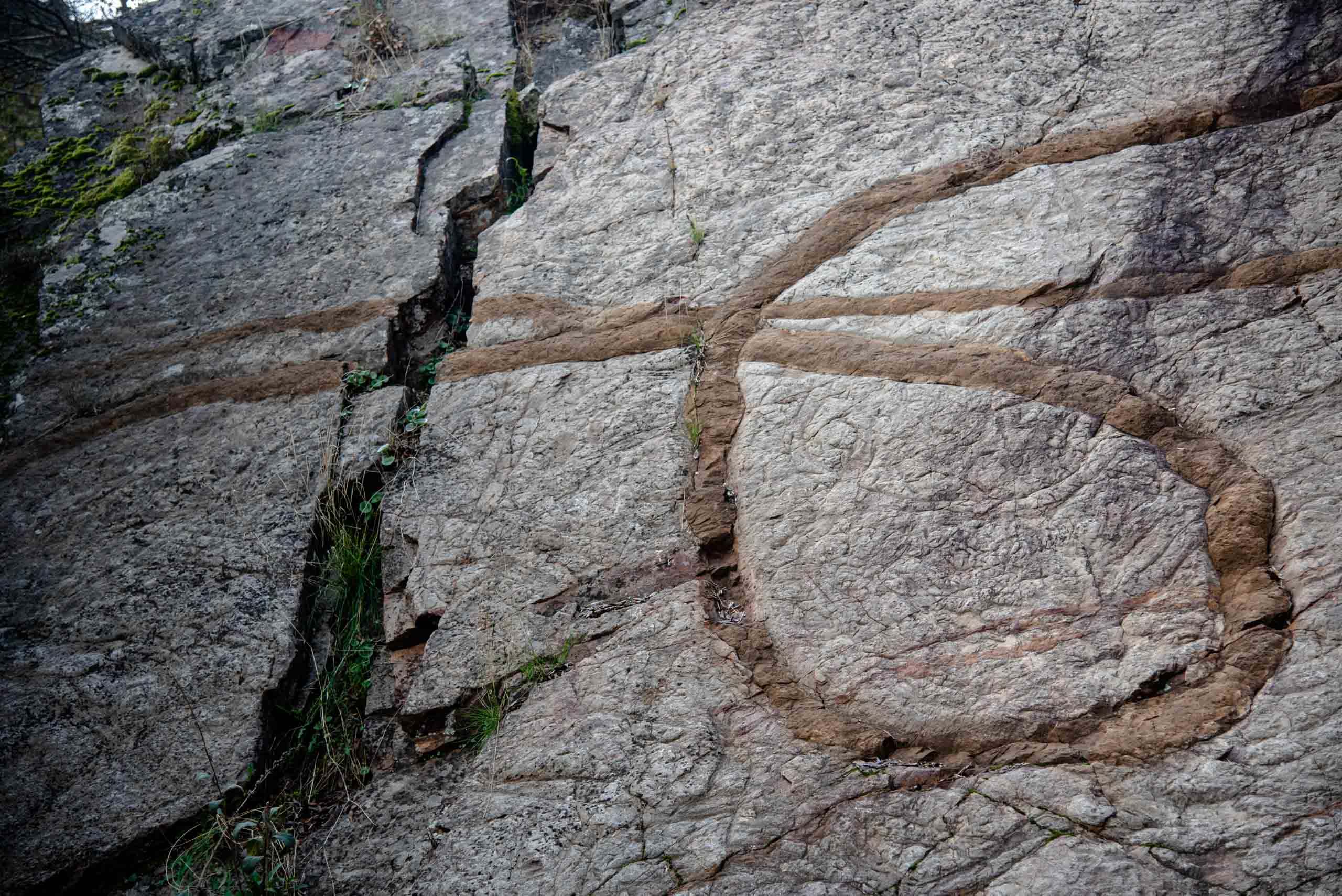 Paleontología