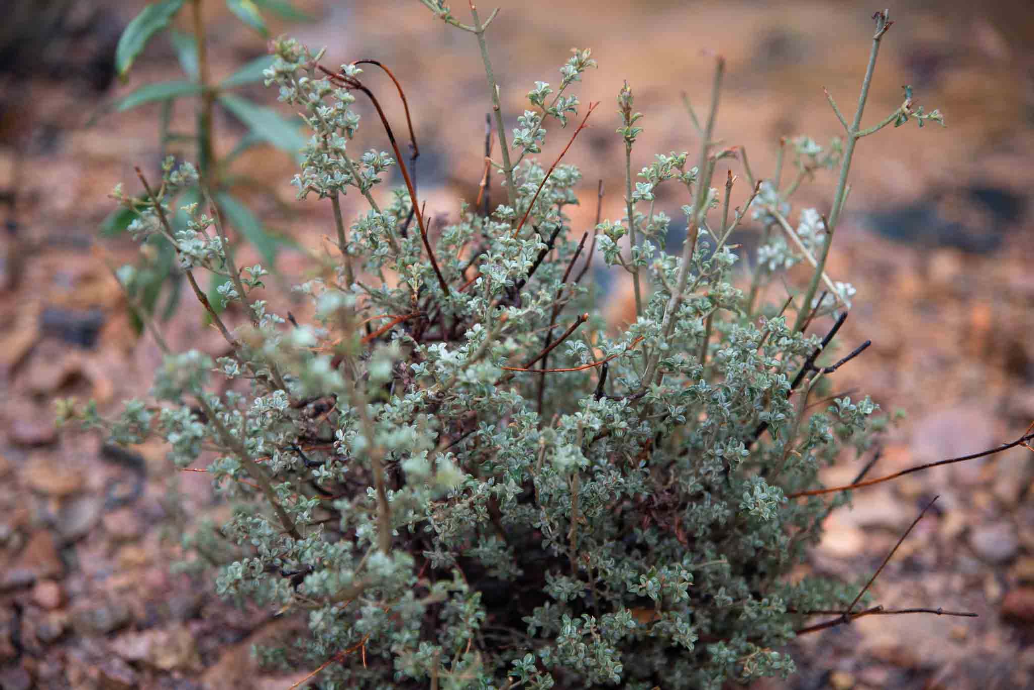 Alcayuela Halimium ocymoides en Gargantilla