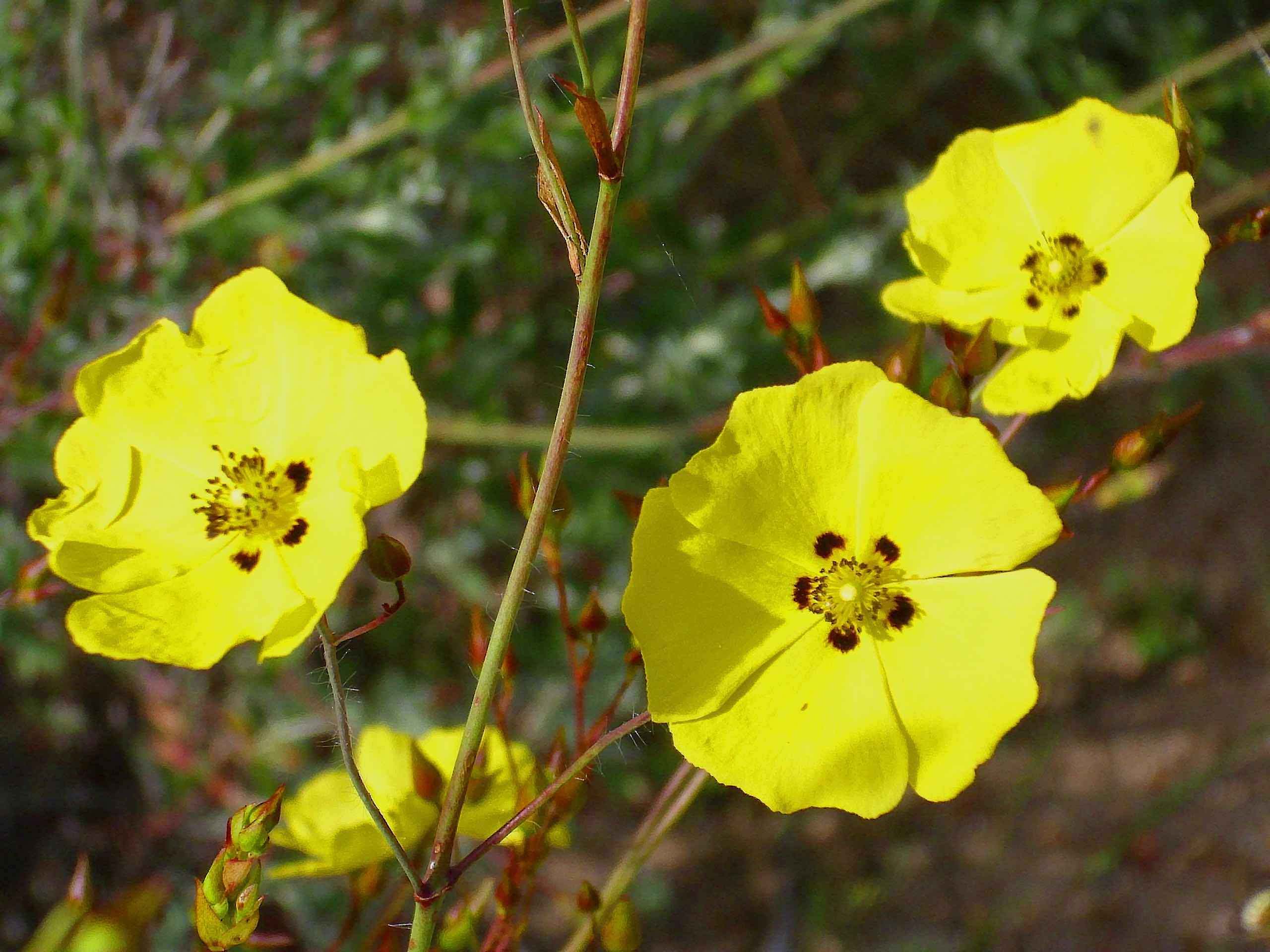 Jaguarzos ( Halimium ocymoides ) Javier martin, CC BY-SA 3.0 https://creativecommons.org/licenses/by-sa/3.0 , via Wikimedia Commons