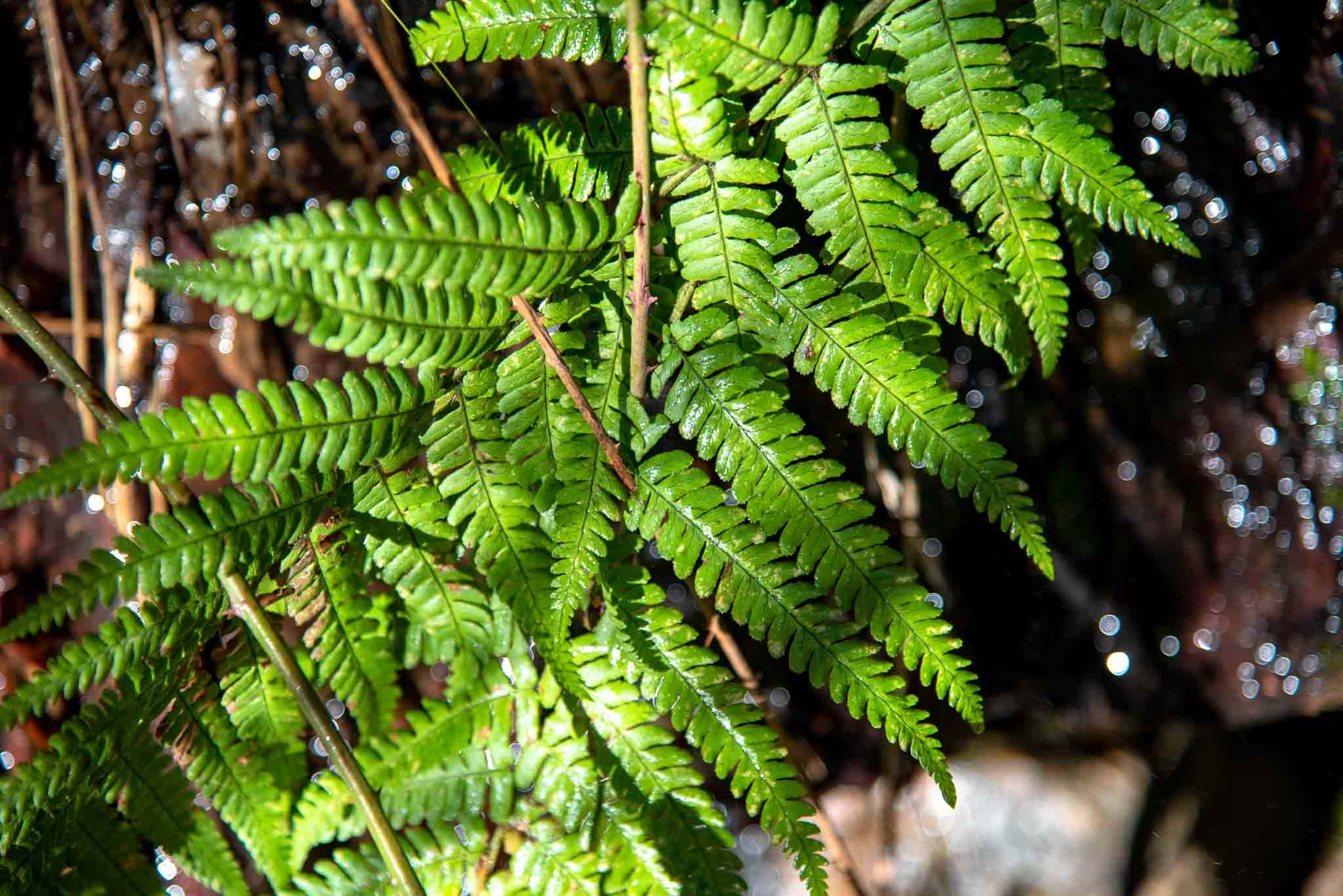 Helecho chorrera Dryopteris affinis
