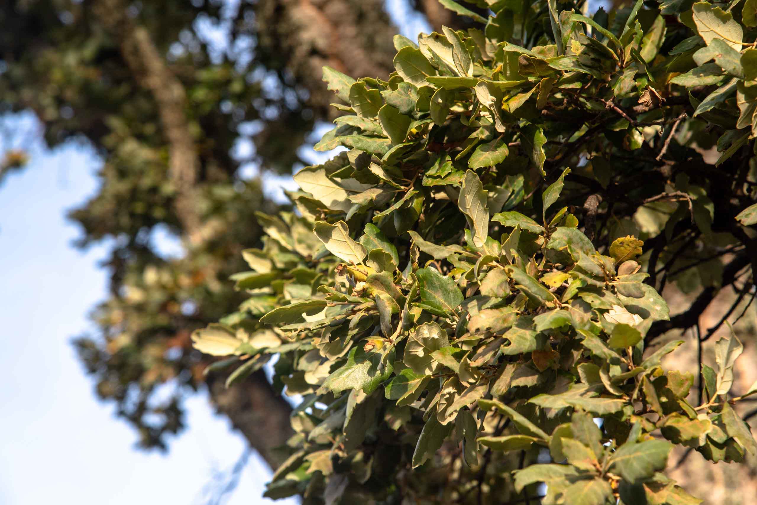 Hoja de Alcornoque Viñuela cabañeros