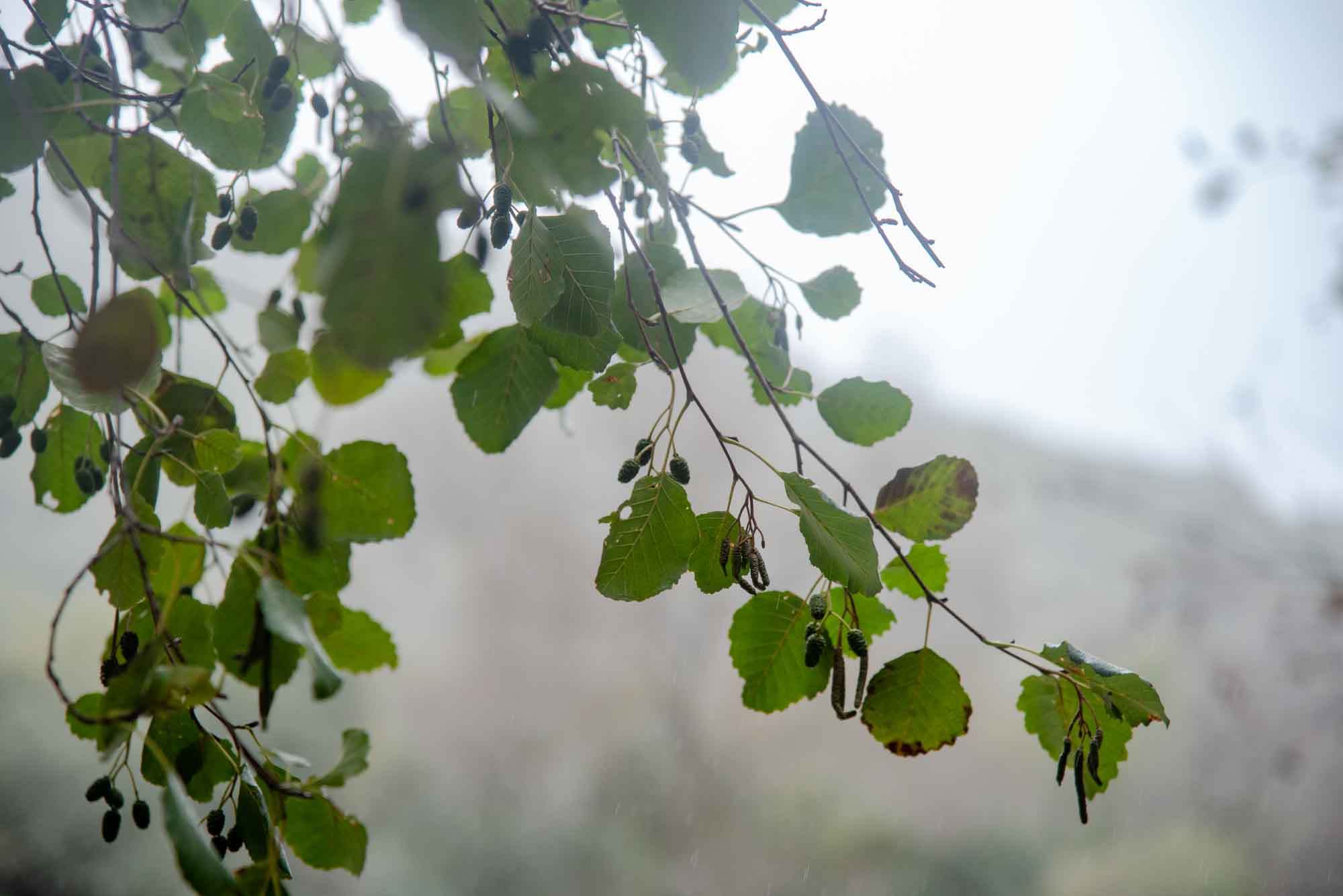 Alisedas
