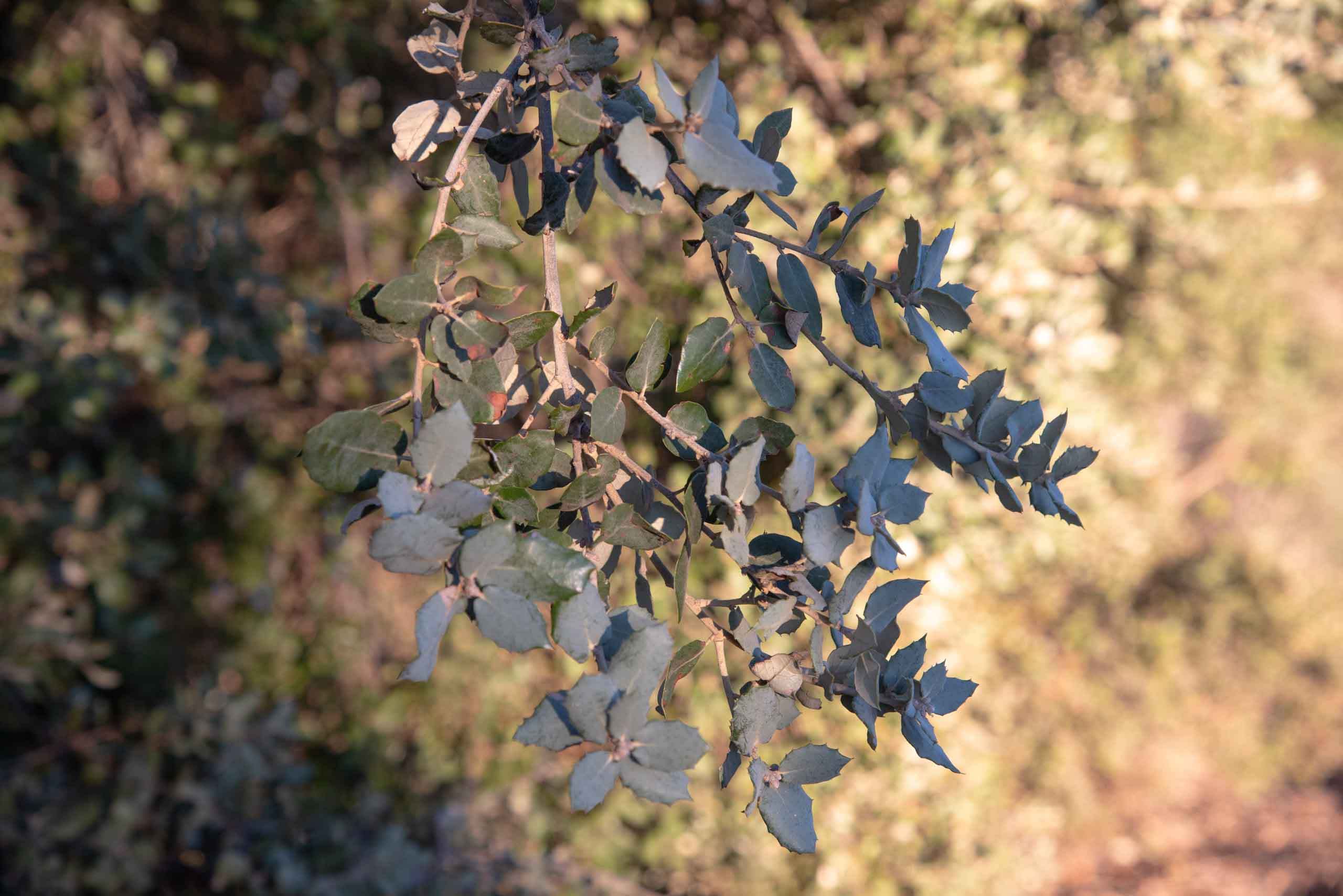 Hojas de encina