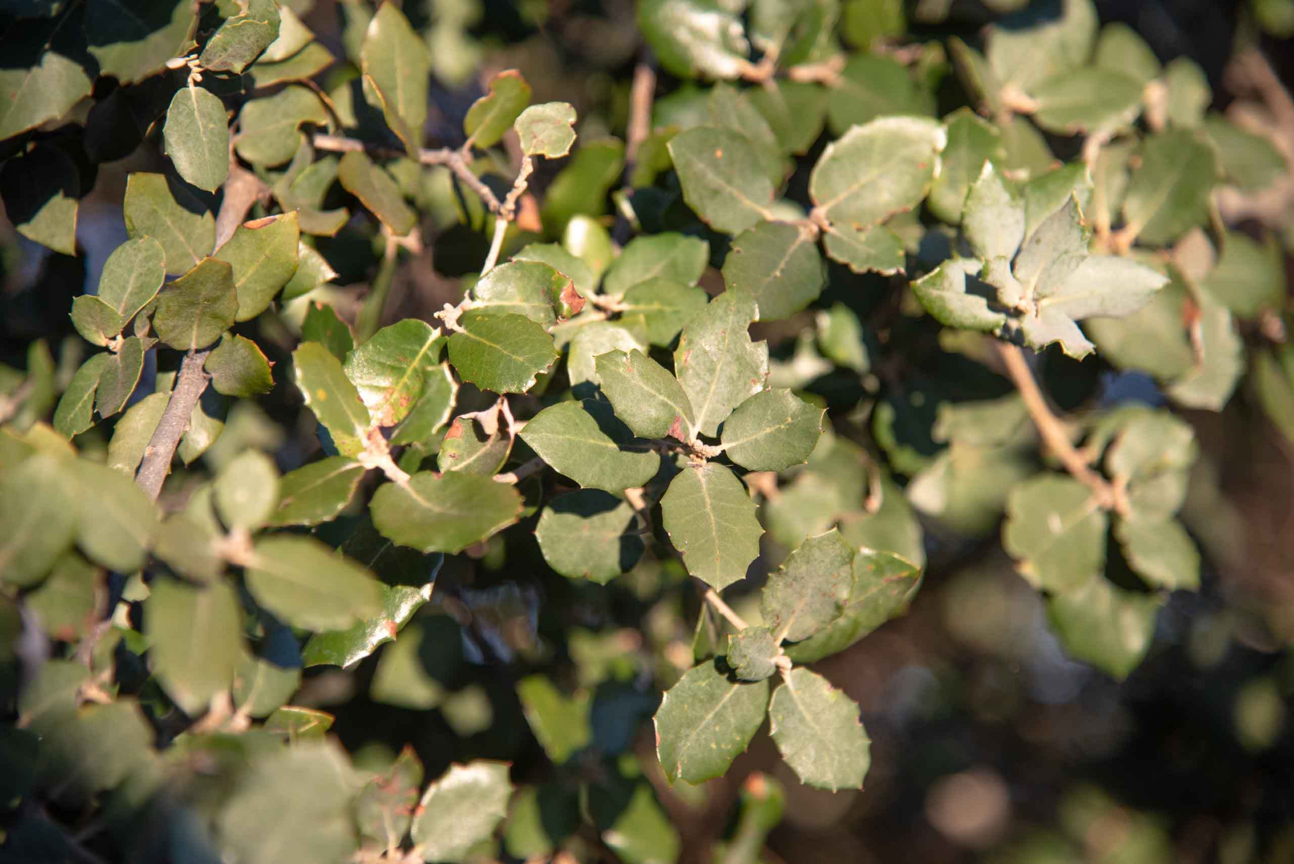 Hojas de encina Quercus ilex L. subsp. ballota (Desf.) Samp. (= Quercus rotundifolia Lam.)