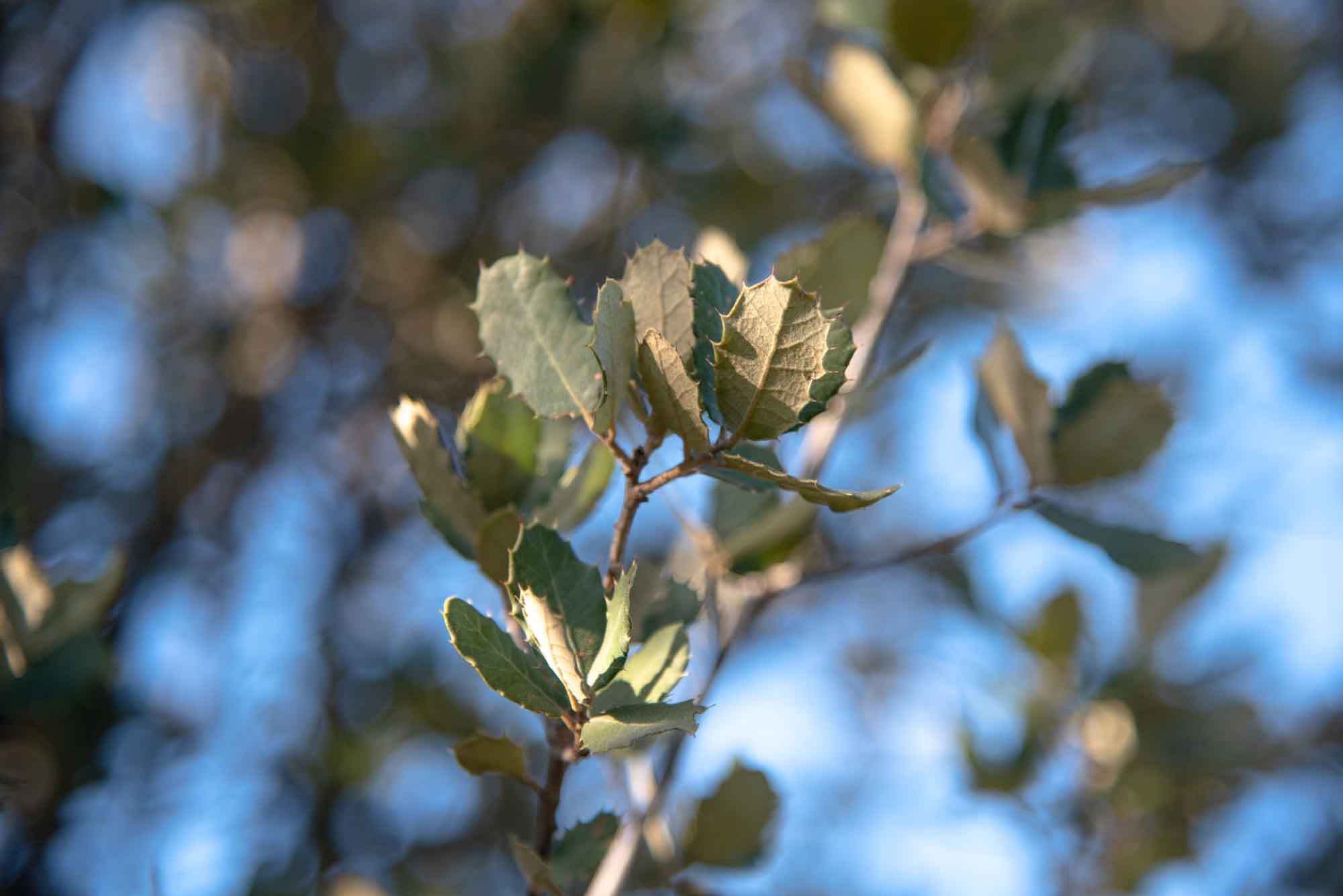 Envés de la hoja de encina.