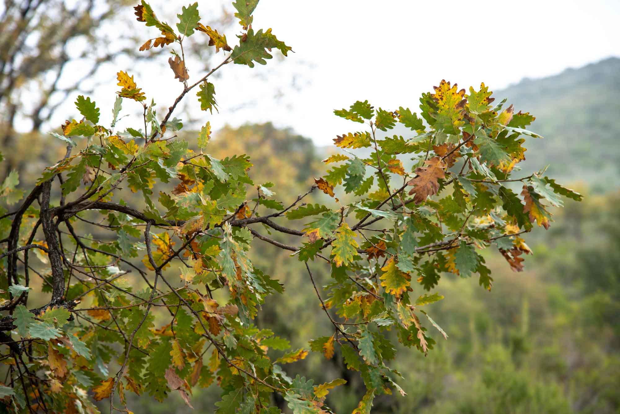 Hojas de roble la viñuela