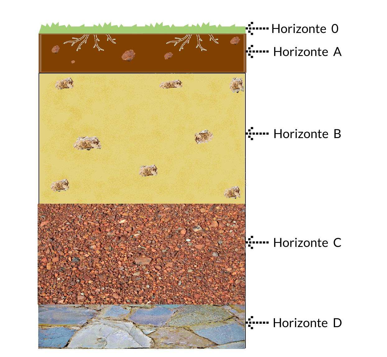 Horizontes del suelo