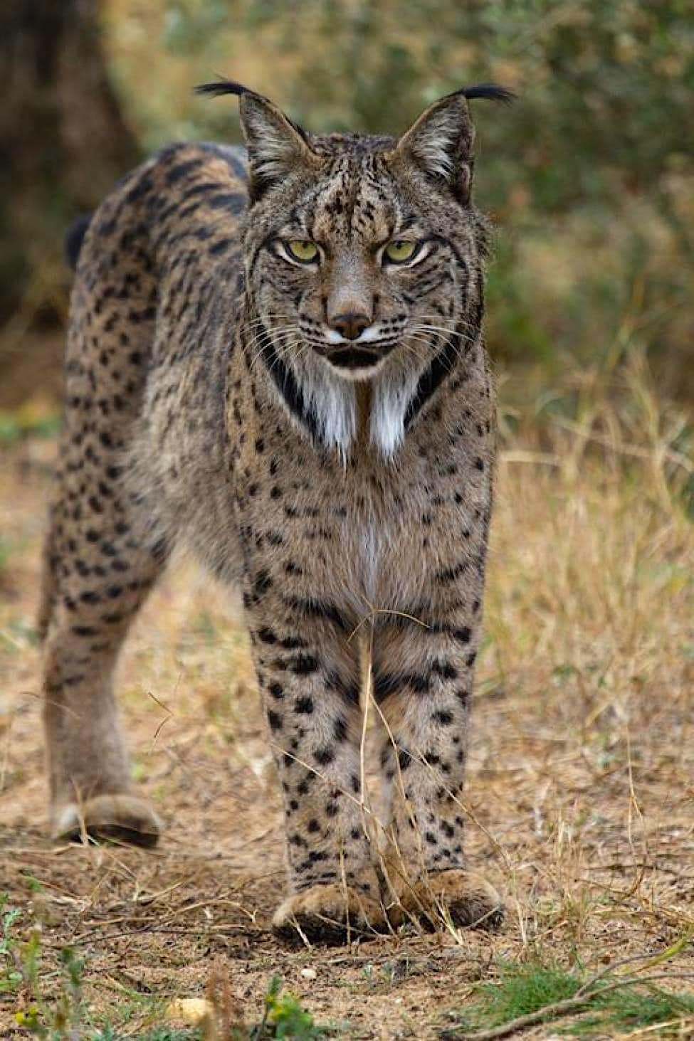 Lince ibérico (Lynx pardinus) mamífero