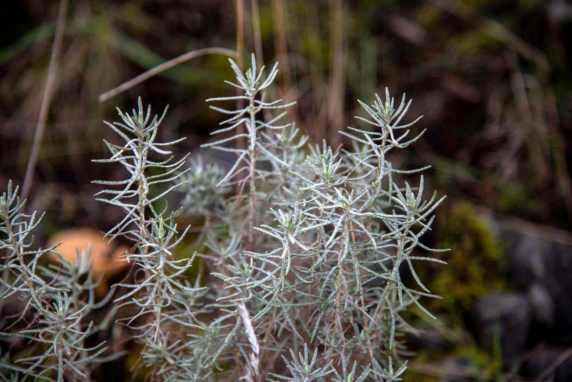 jaguarcillo (Halimium umbellatum)