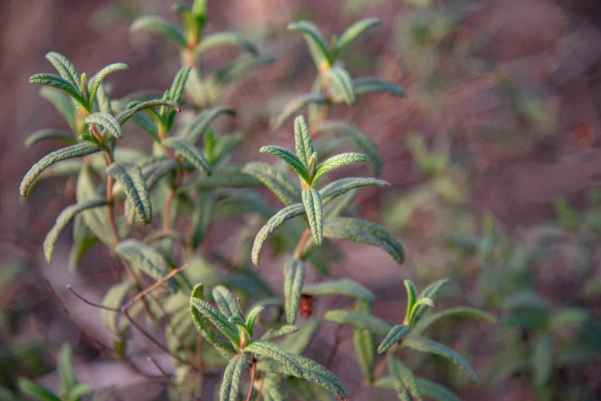 Jaguarzo (Cistus monspeliensis) palillos
