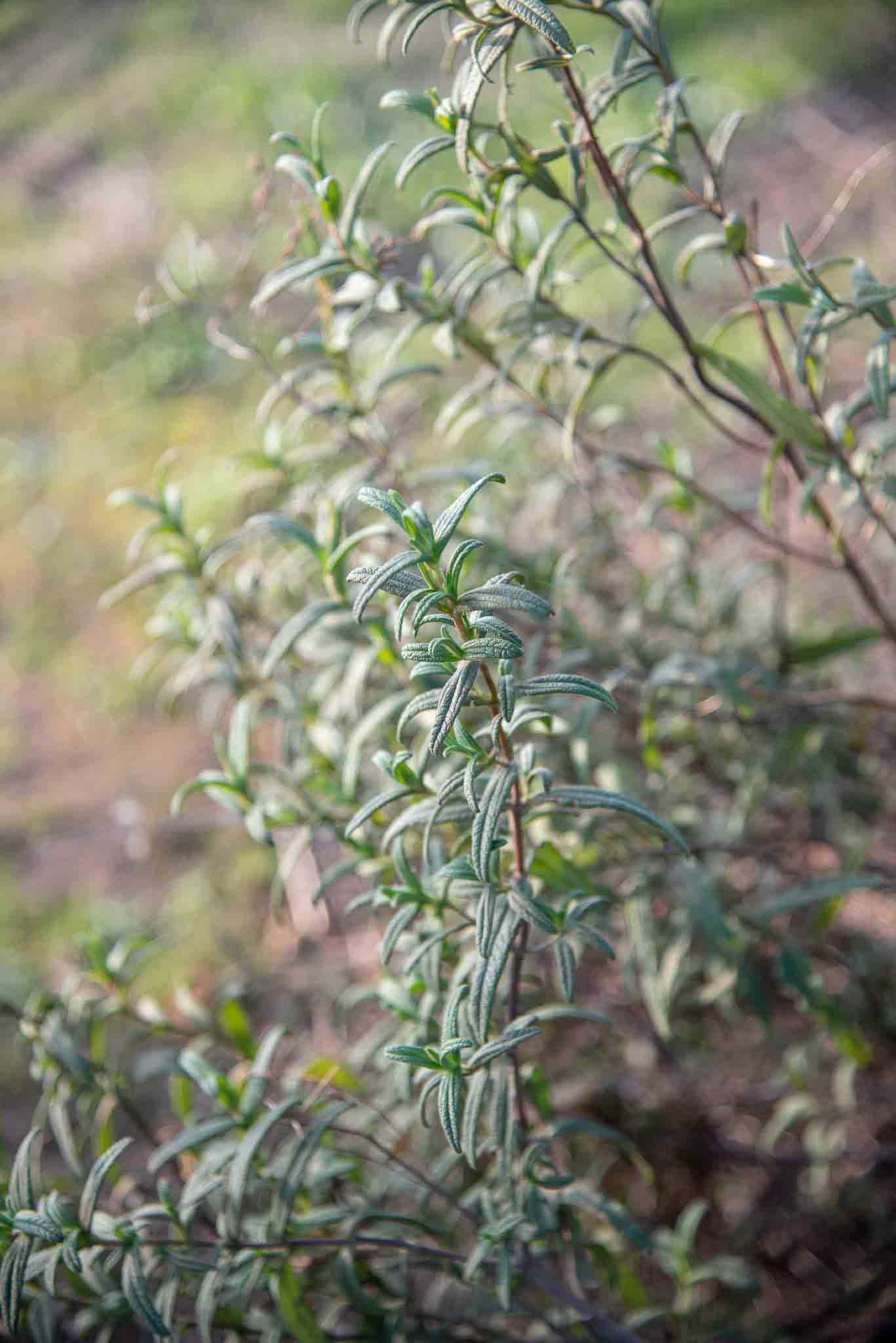 Jaguarzo (Cistus monspeliensis) palillos